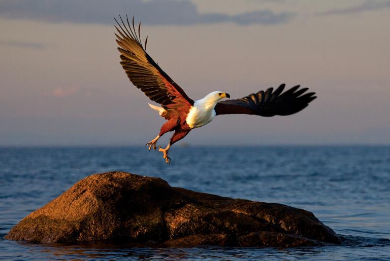 African Fish Eagle at Lake Malawi