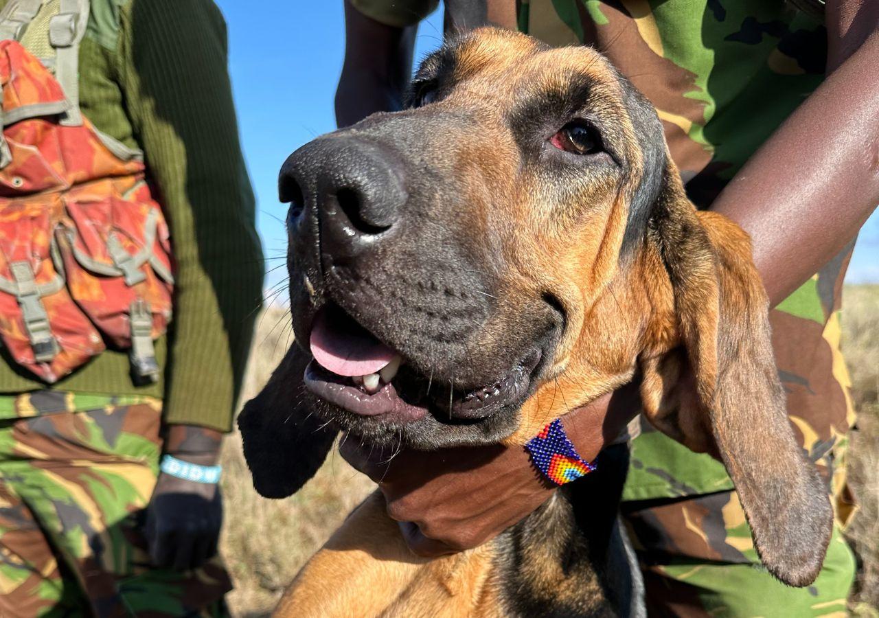 Canine Unit in Laikipia