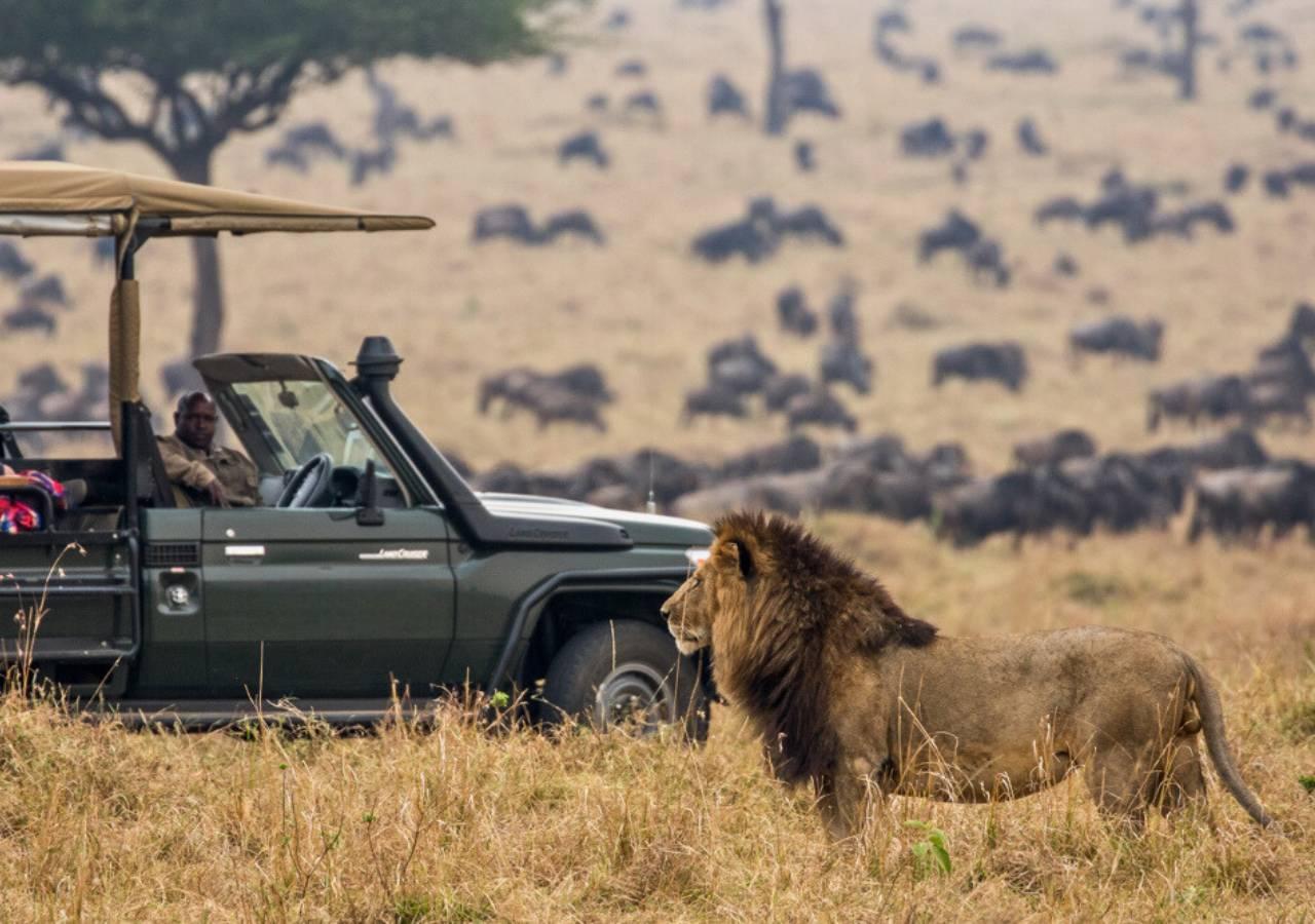 lion sighting during the great migration in Kenya