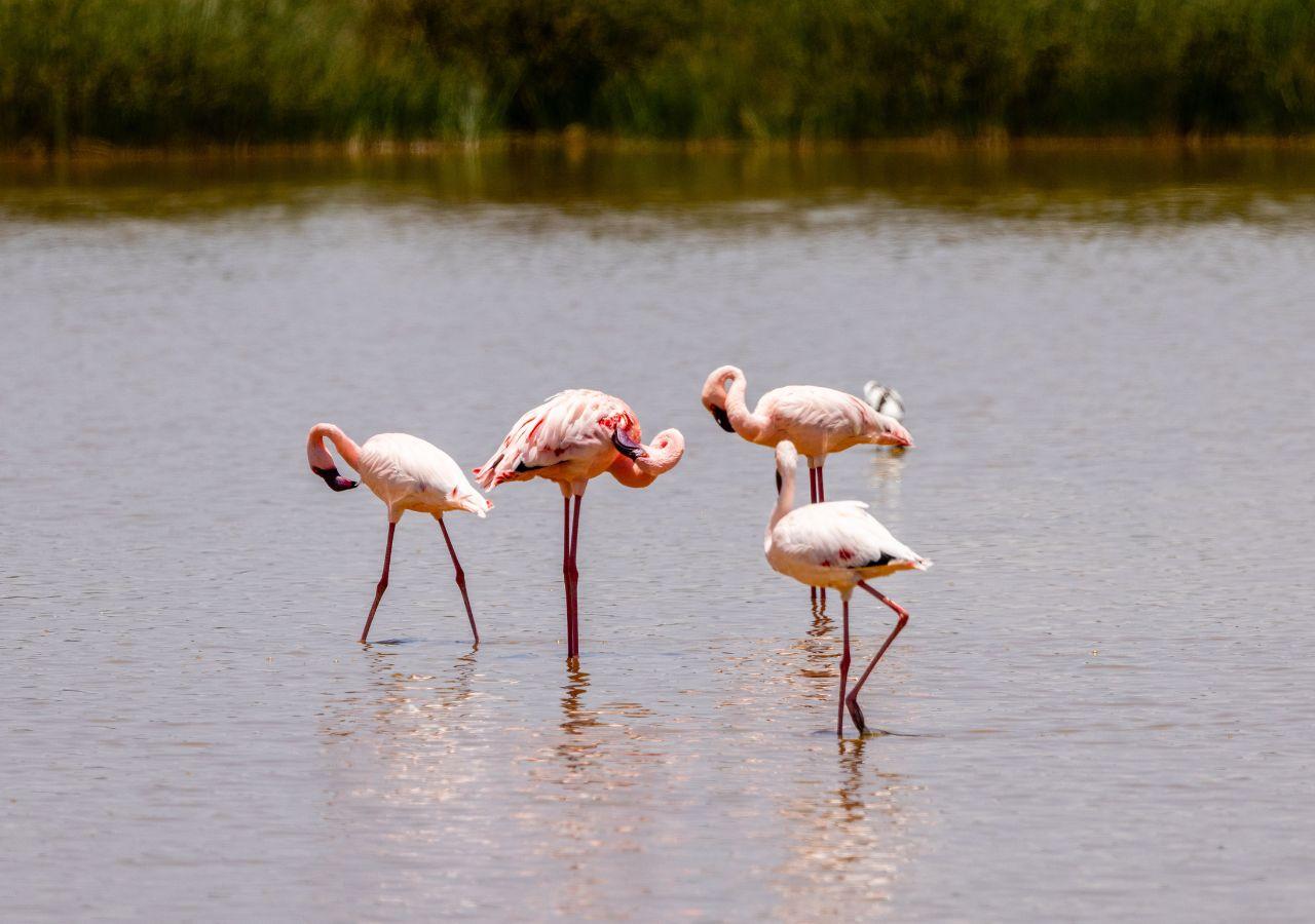 Angama Mara - Flamingo