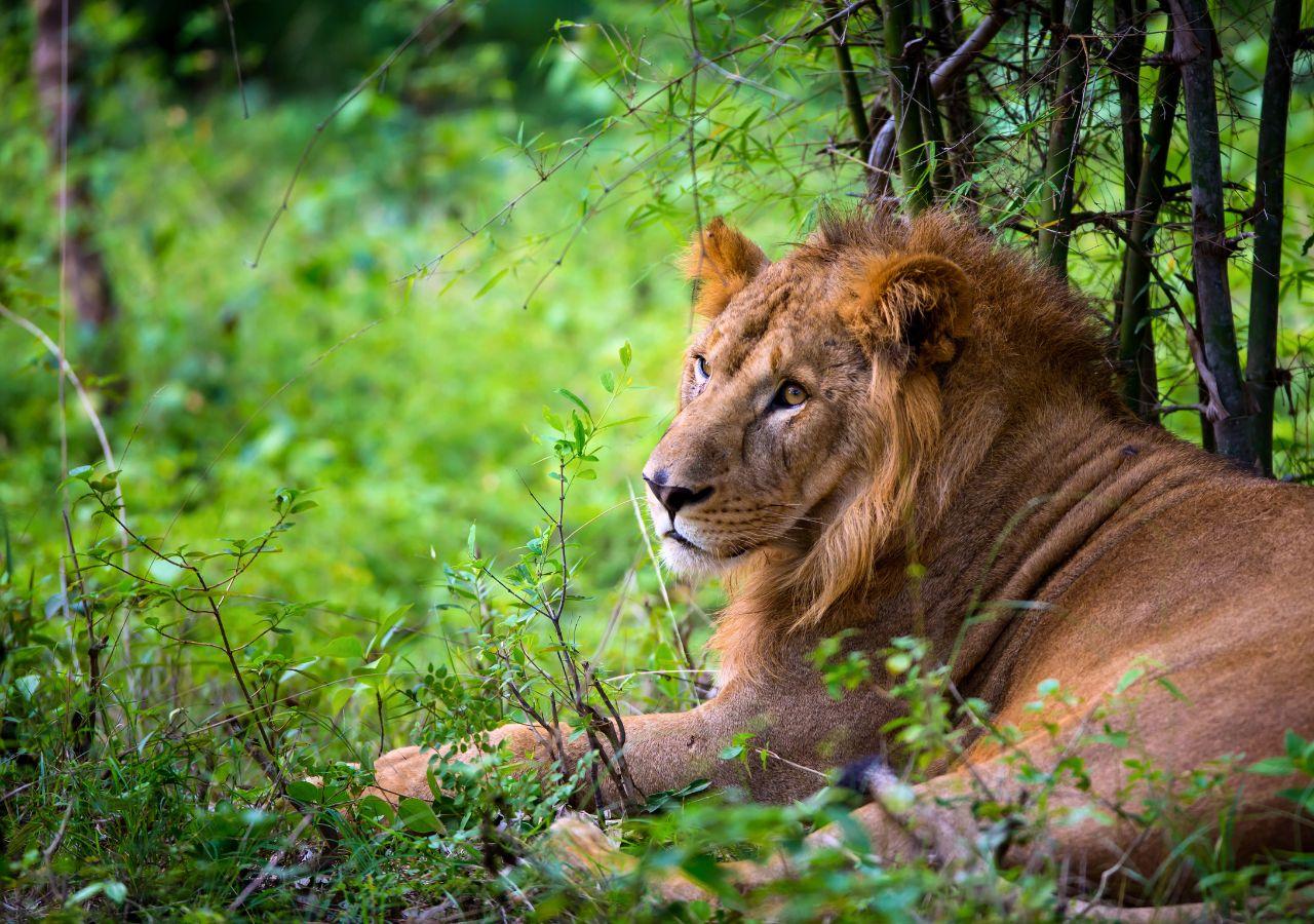 Asiatic lion laying down