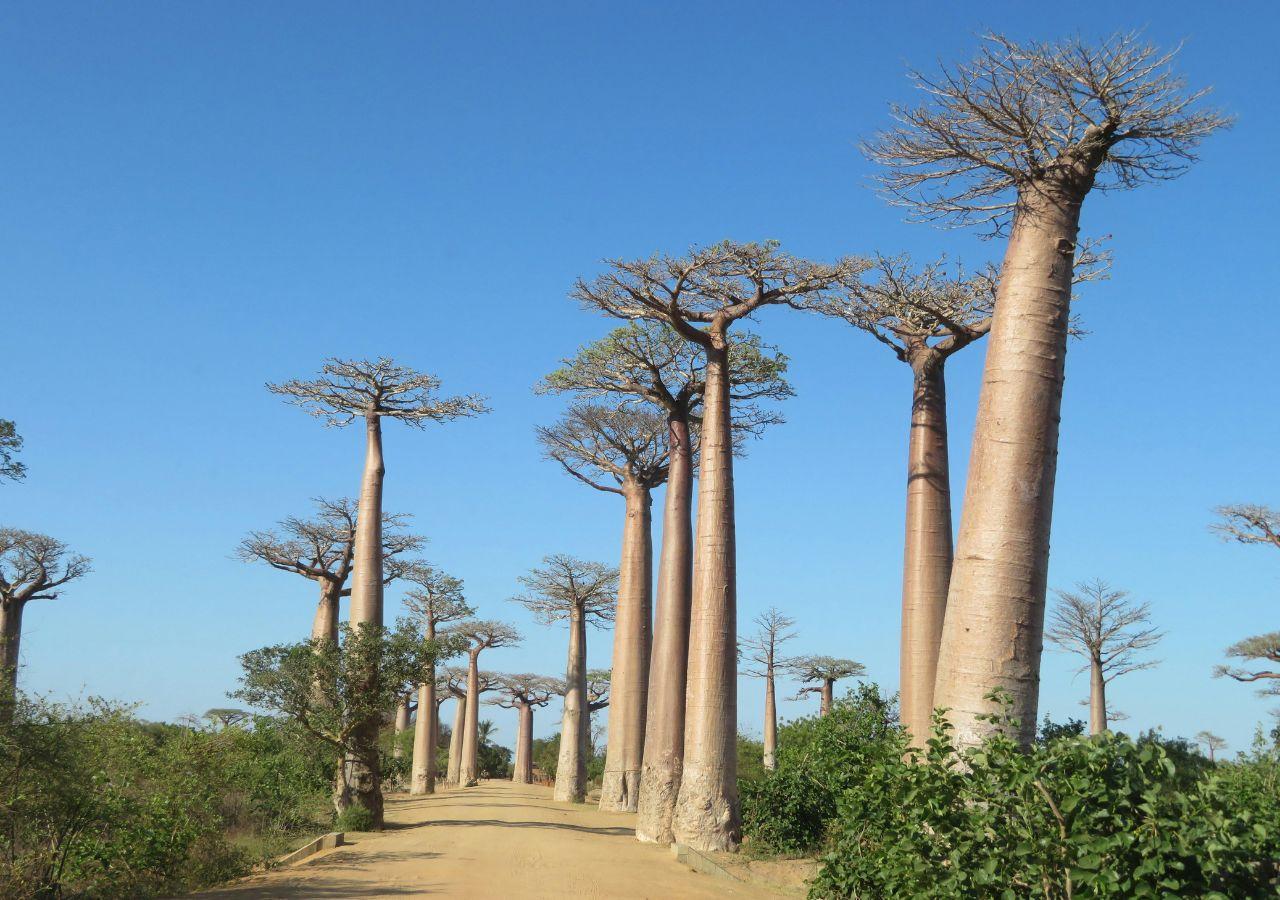 Baobabs, Madagascar