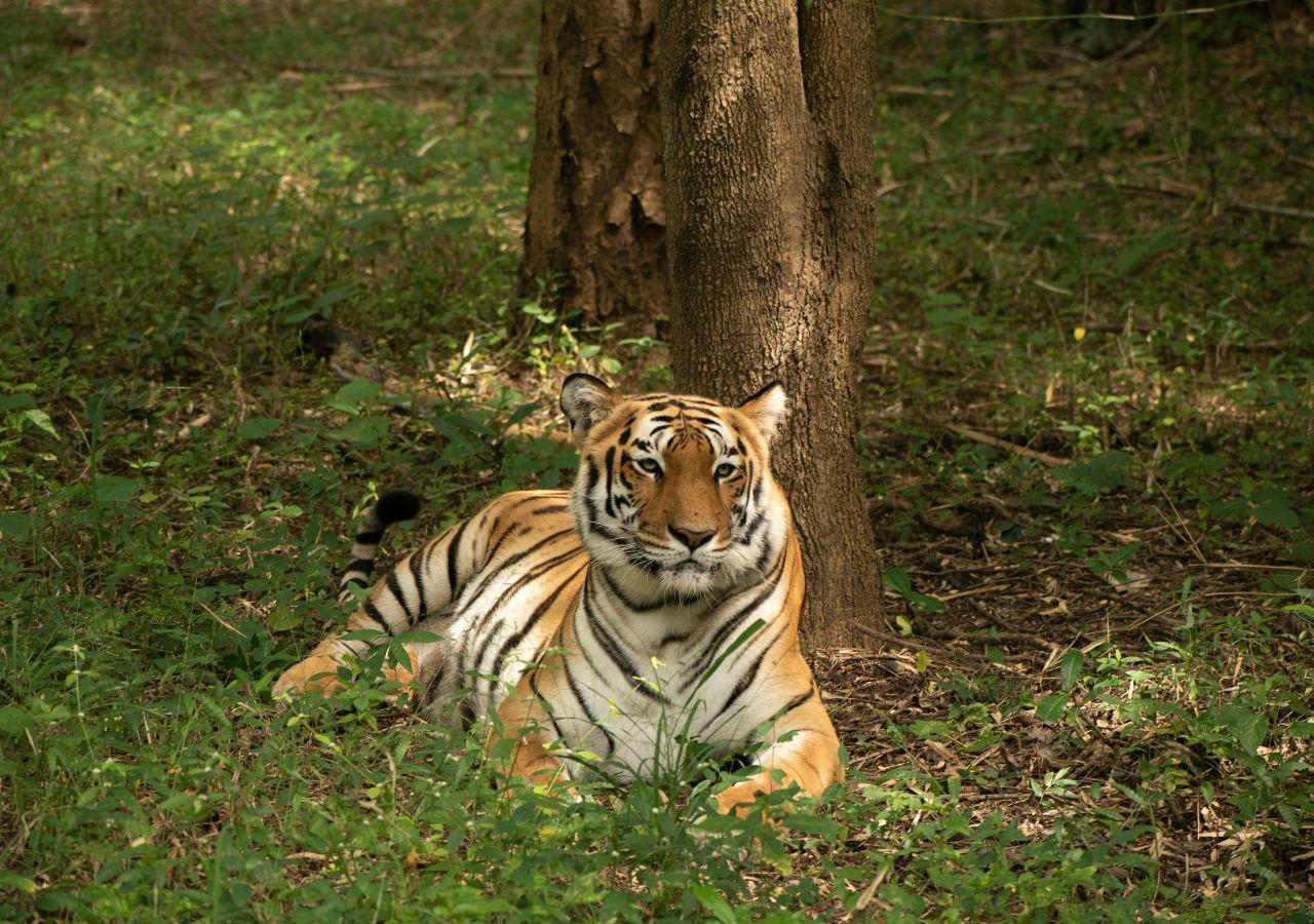 Bhutan Tiger