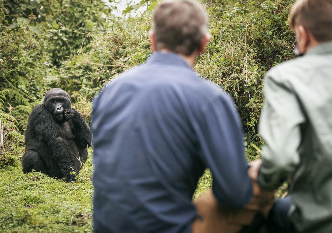 couple on a gorilla trek