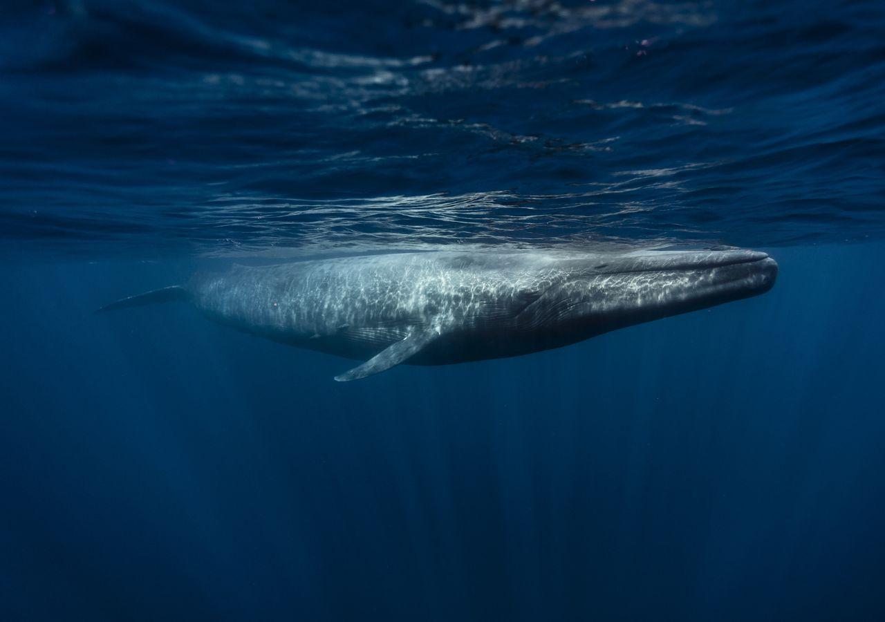 Blue Whale in Sri Lanka
