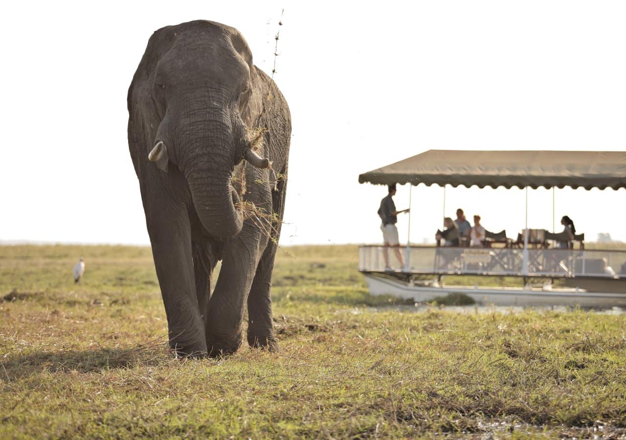 Elephant viewing on a Chobe boat cruise