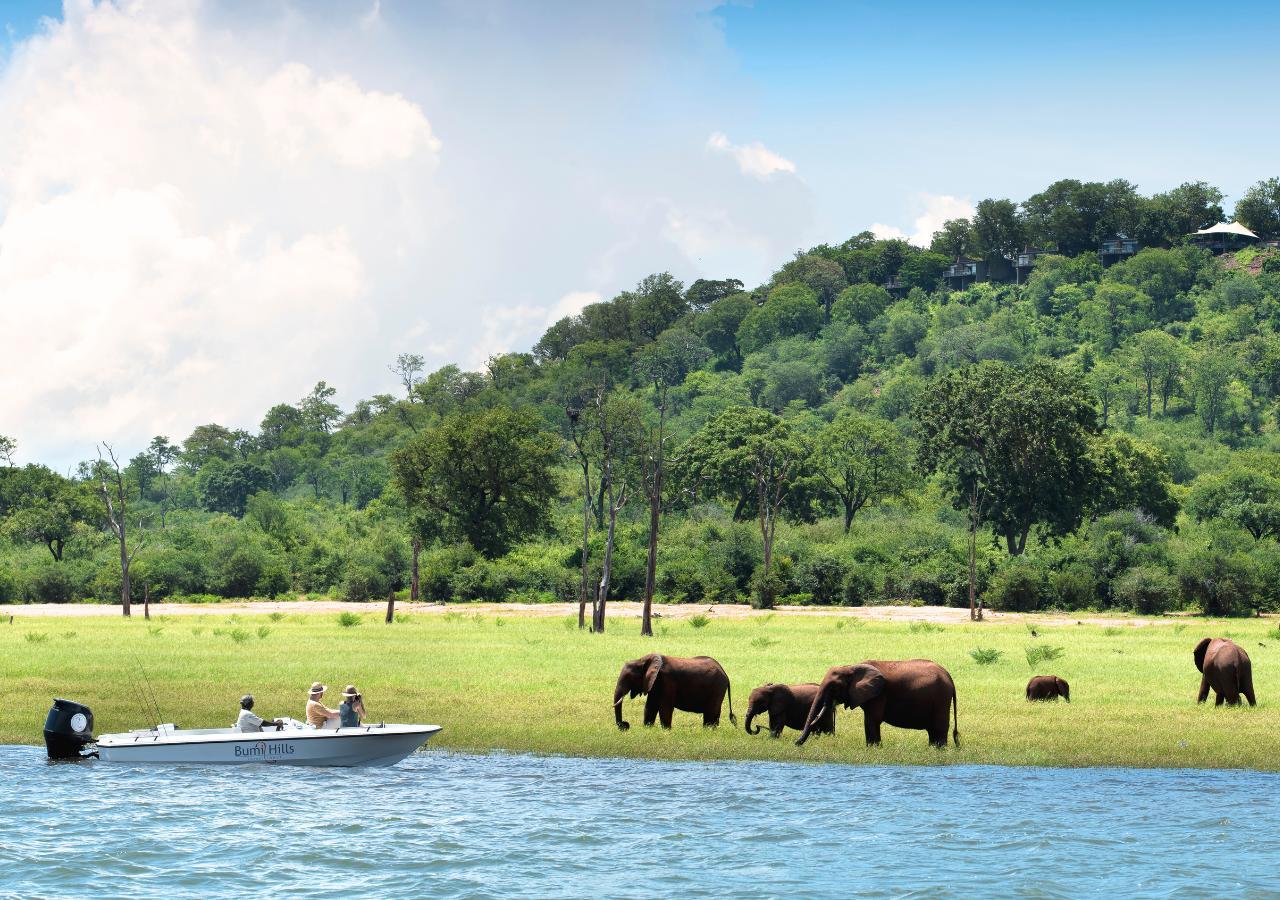elephant sighting on a boat safari in Zimbabwe