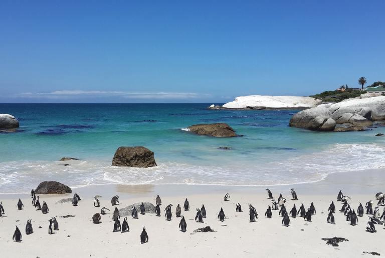 Penguins at Boulders Beach