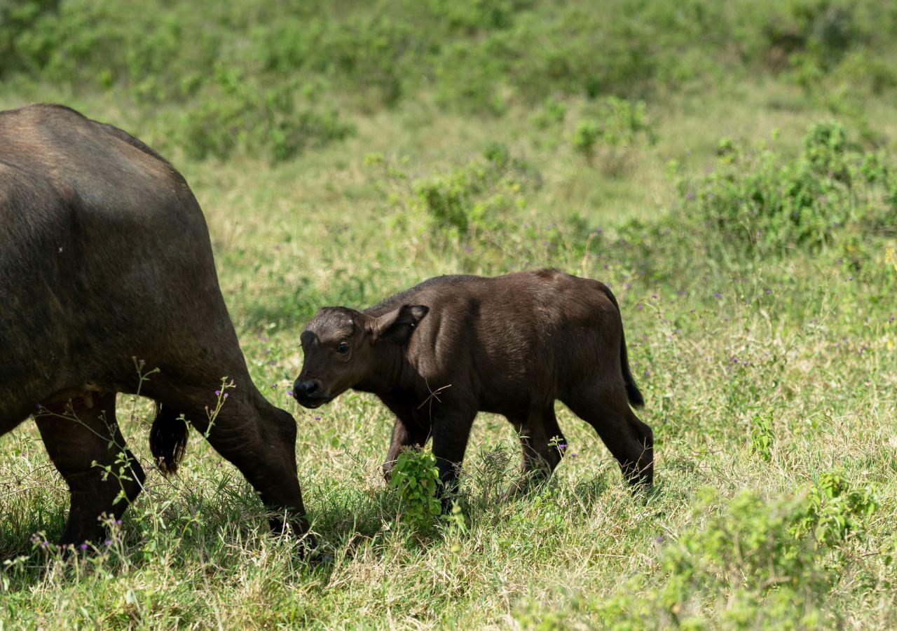 Buffalo calf on safari