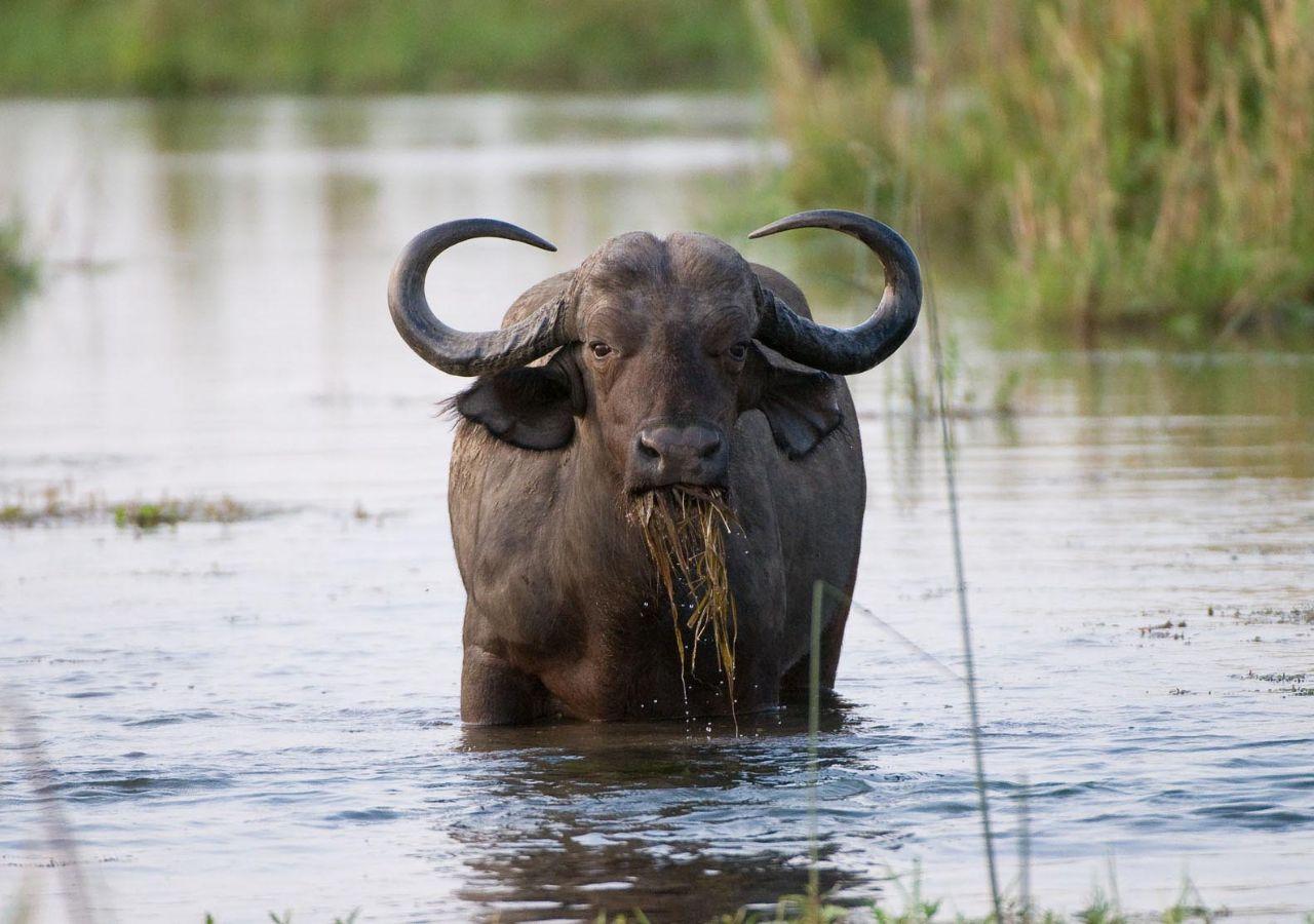Buffalo Outside Time + Tide Chongwe Camp in the Lower Zambezi, Zambia