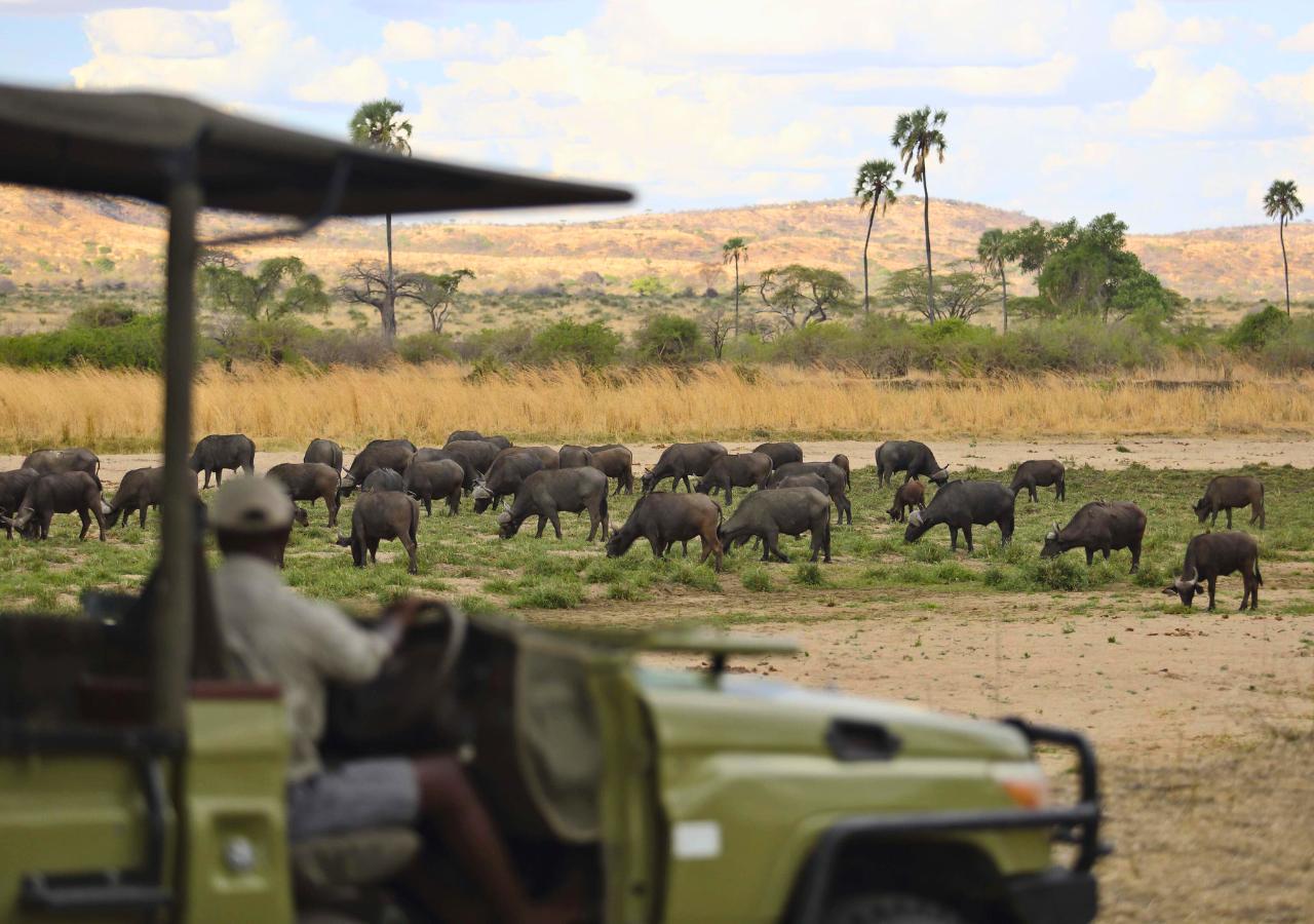 buffalo sighting on safari in Tanzania