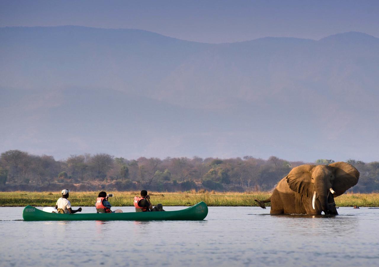 up-close elephant sighting on a canoe safari in Zimbabwe