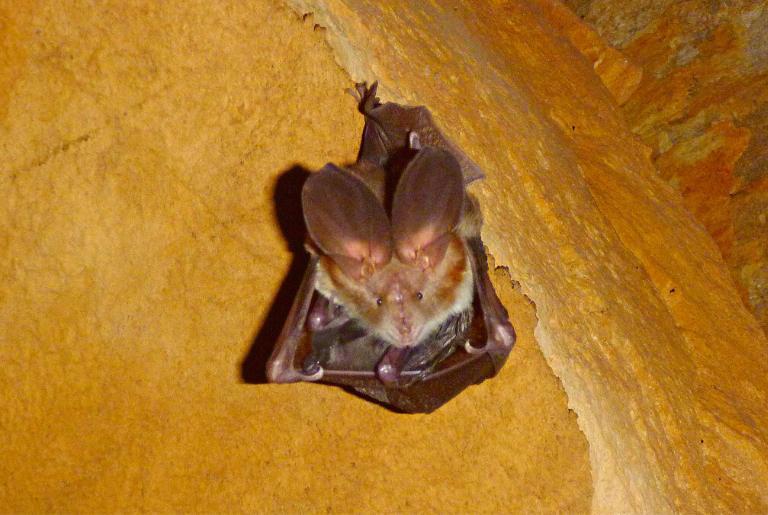 Cave Bat at Ghaub Nature Reserve in Namibia