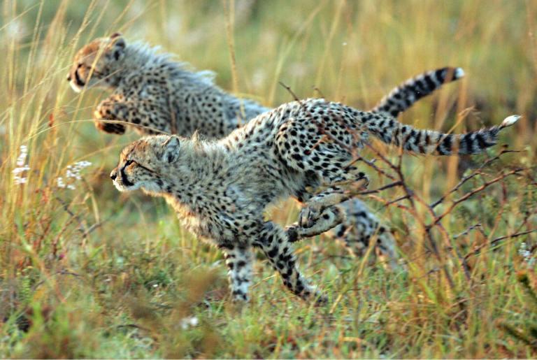 Cheetahs at Thanda Safari