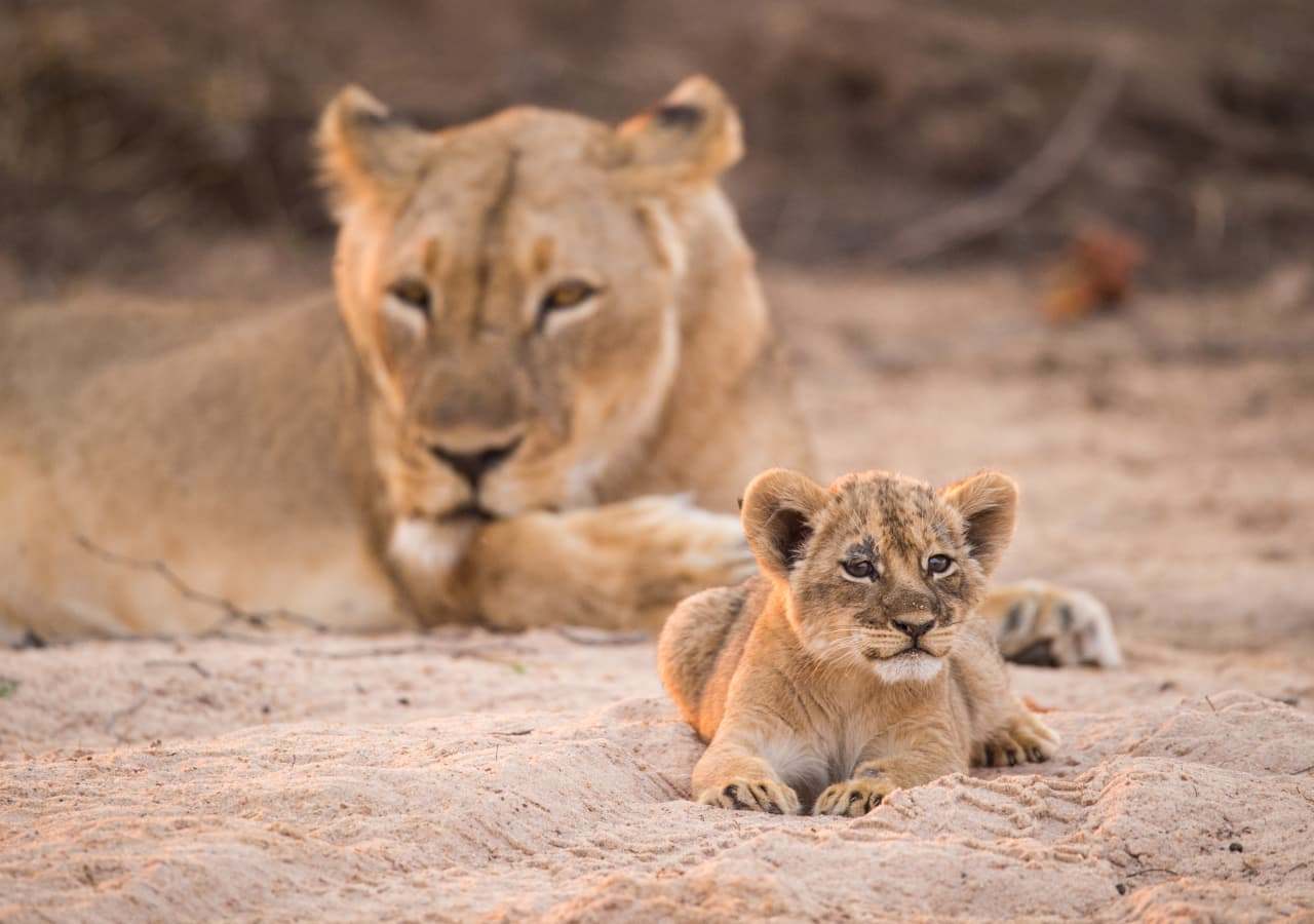 lioness and cub