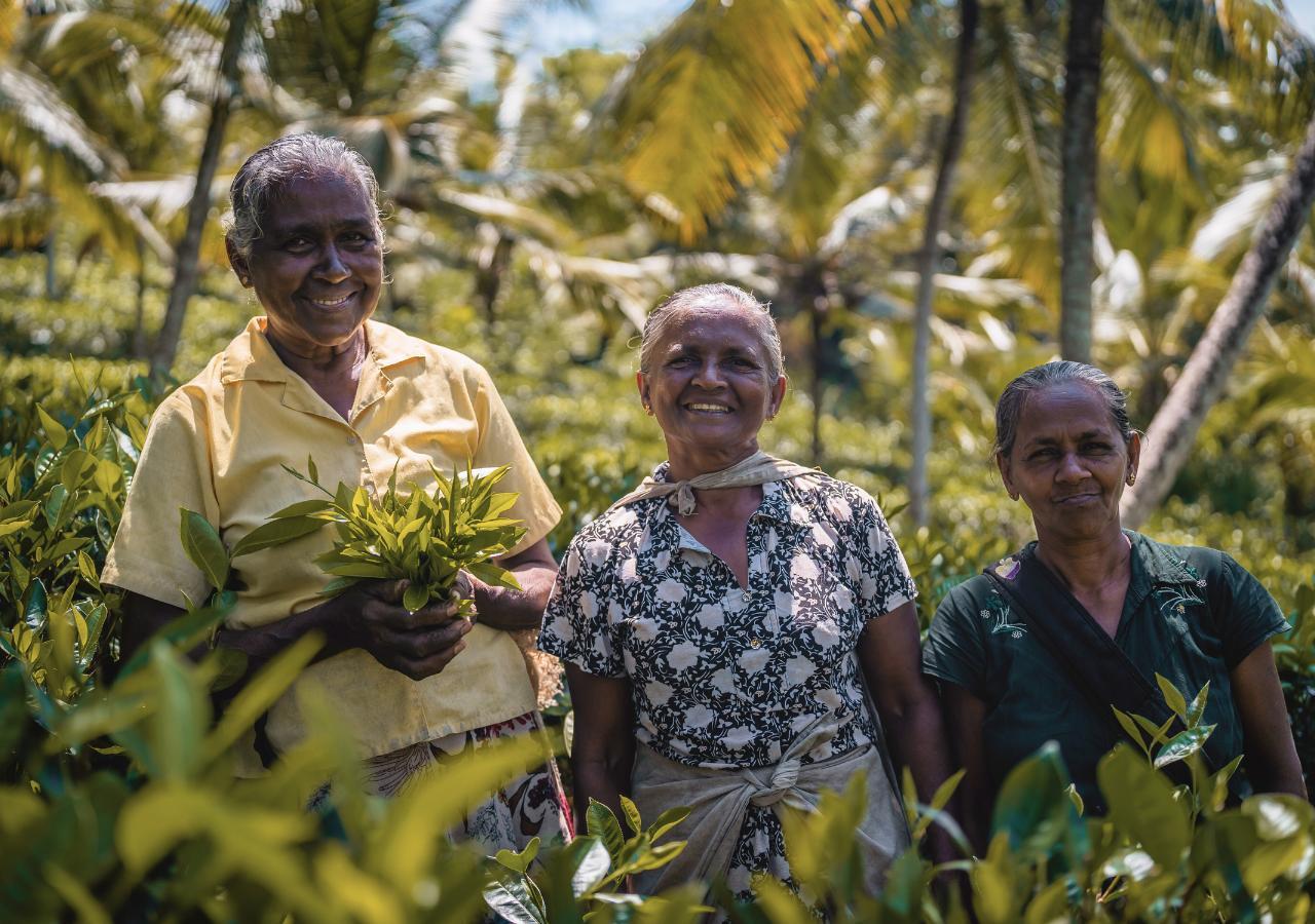 three people standing in a cinnamon field
