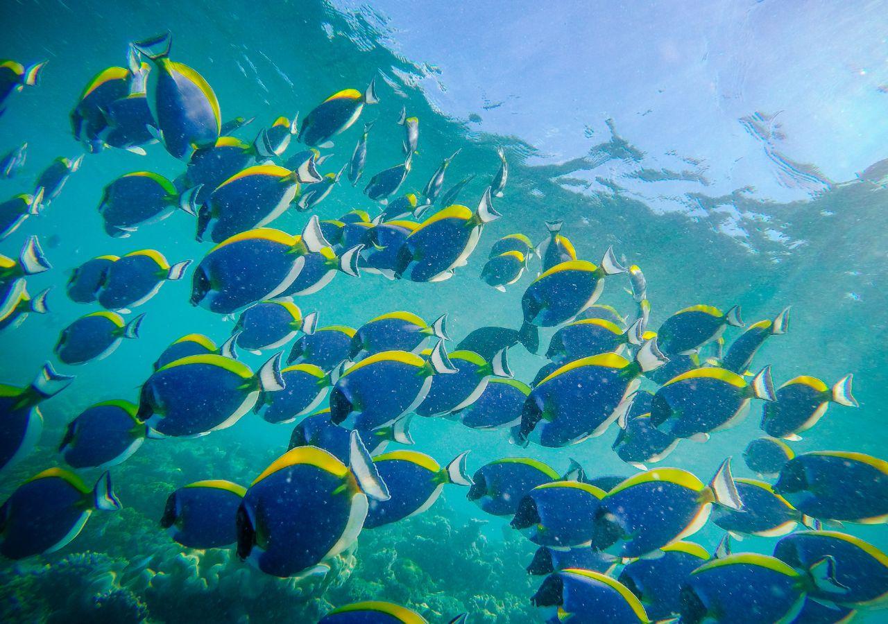 Snorkelling