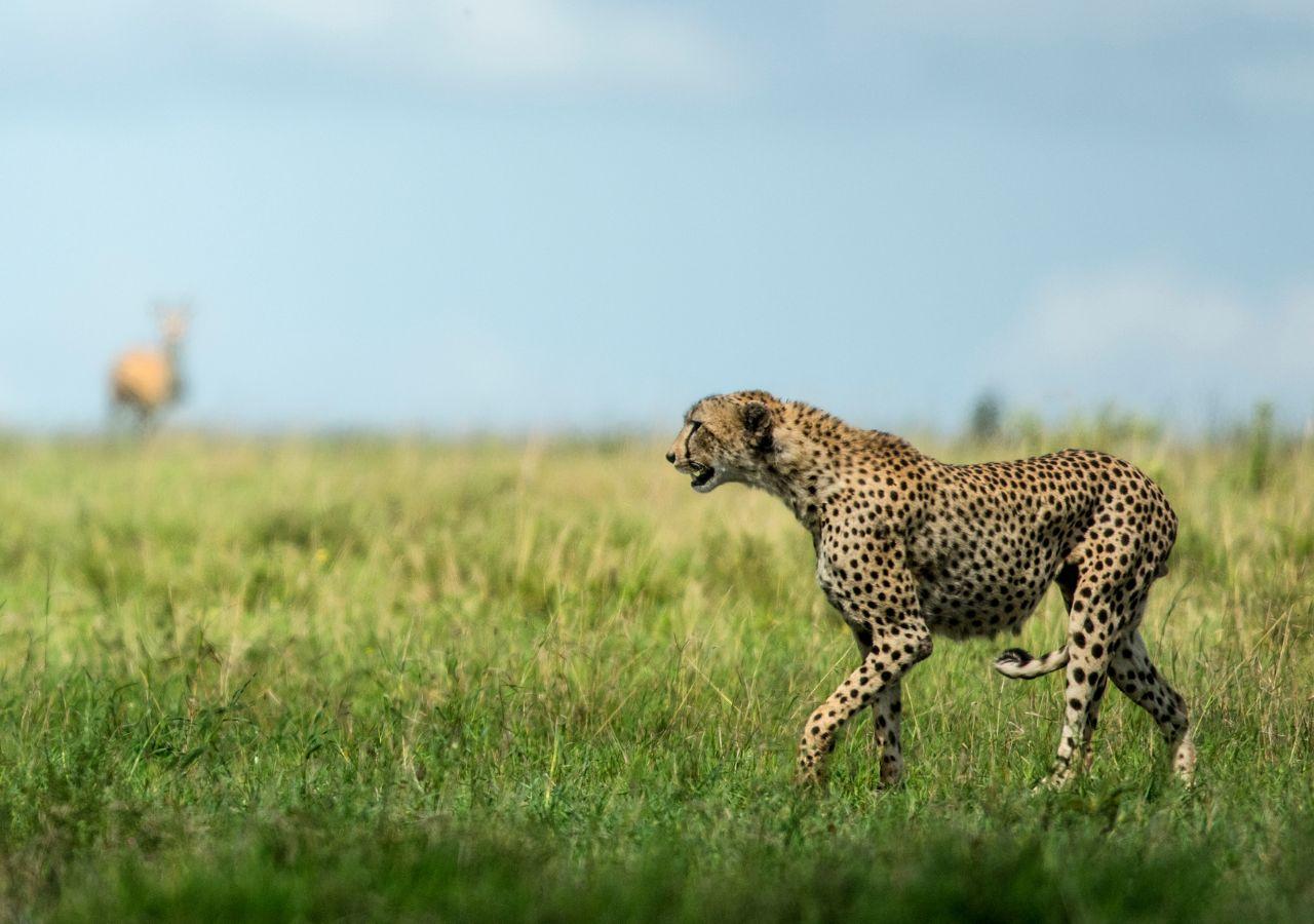 Cheetah