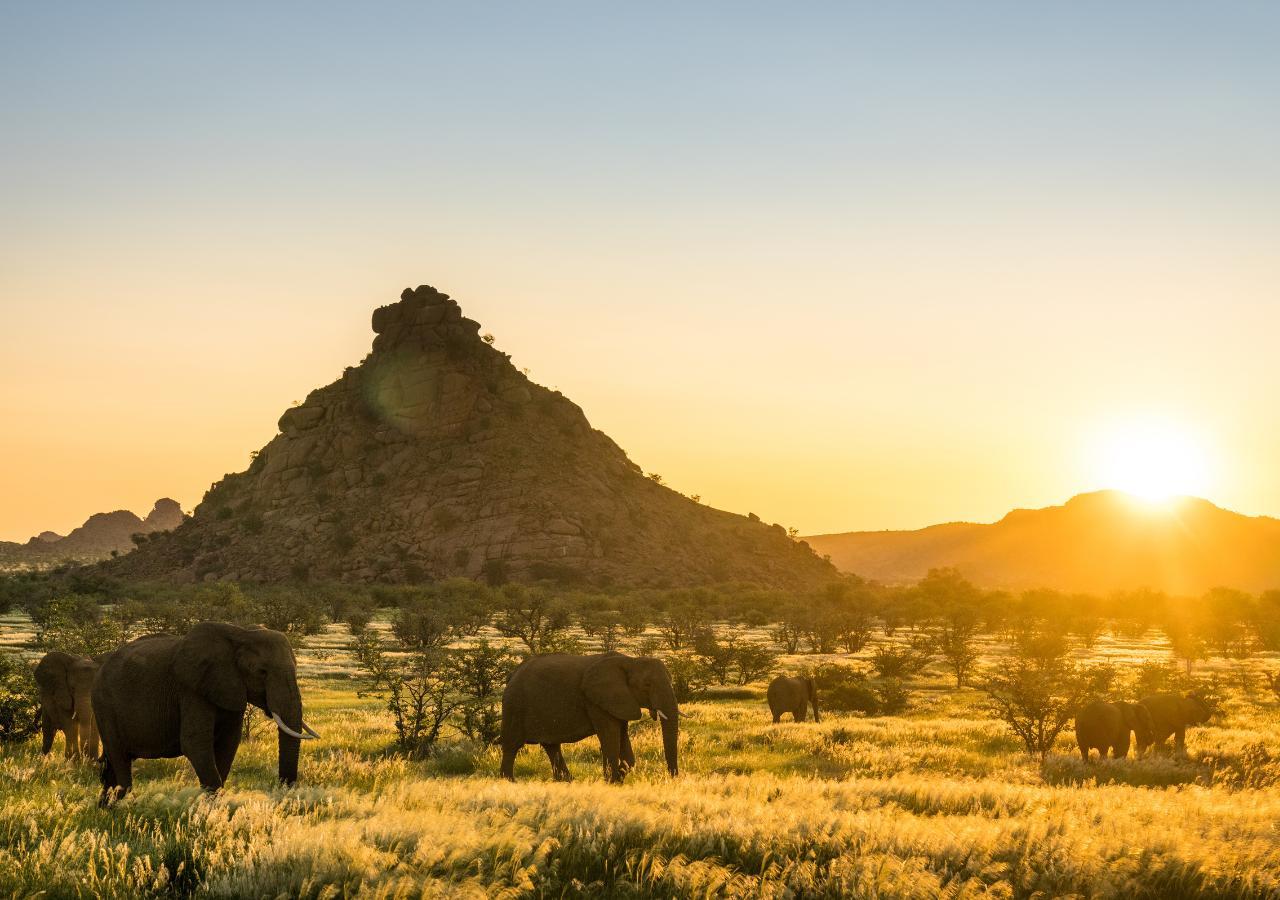 desert elephants in Damaraland, Namibia