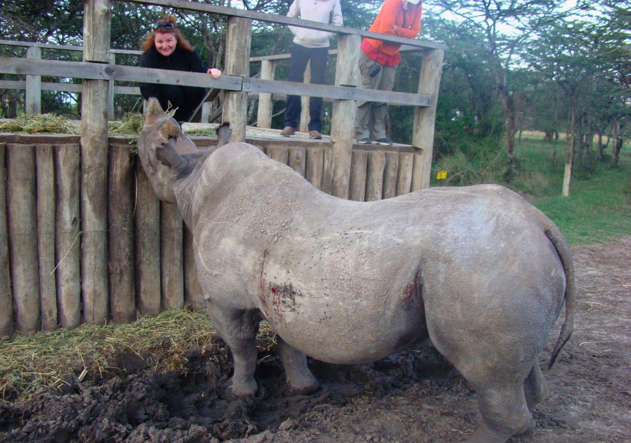 woman feeding a northern white rhino