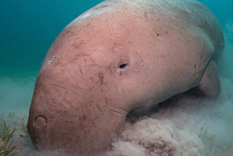 Dugong in Mozambique