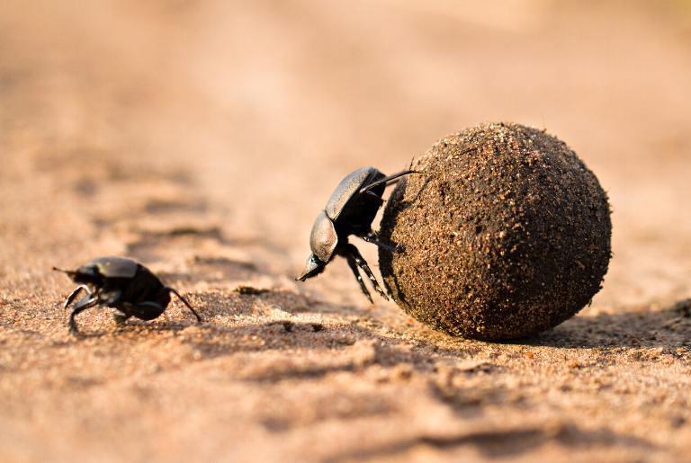 Dung Beetle at Nomad Lamai