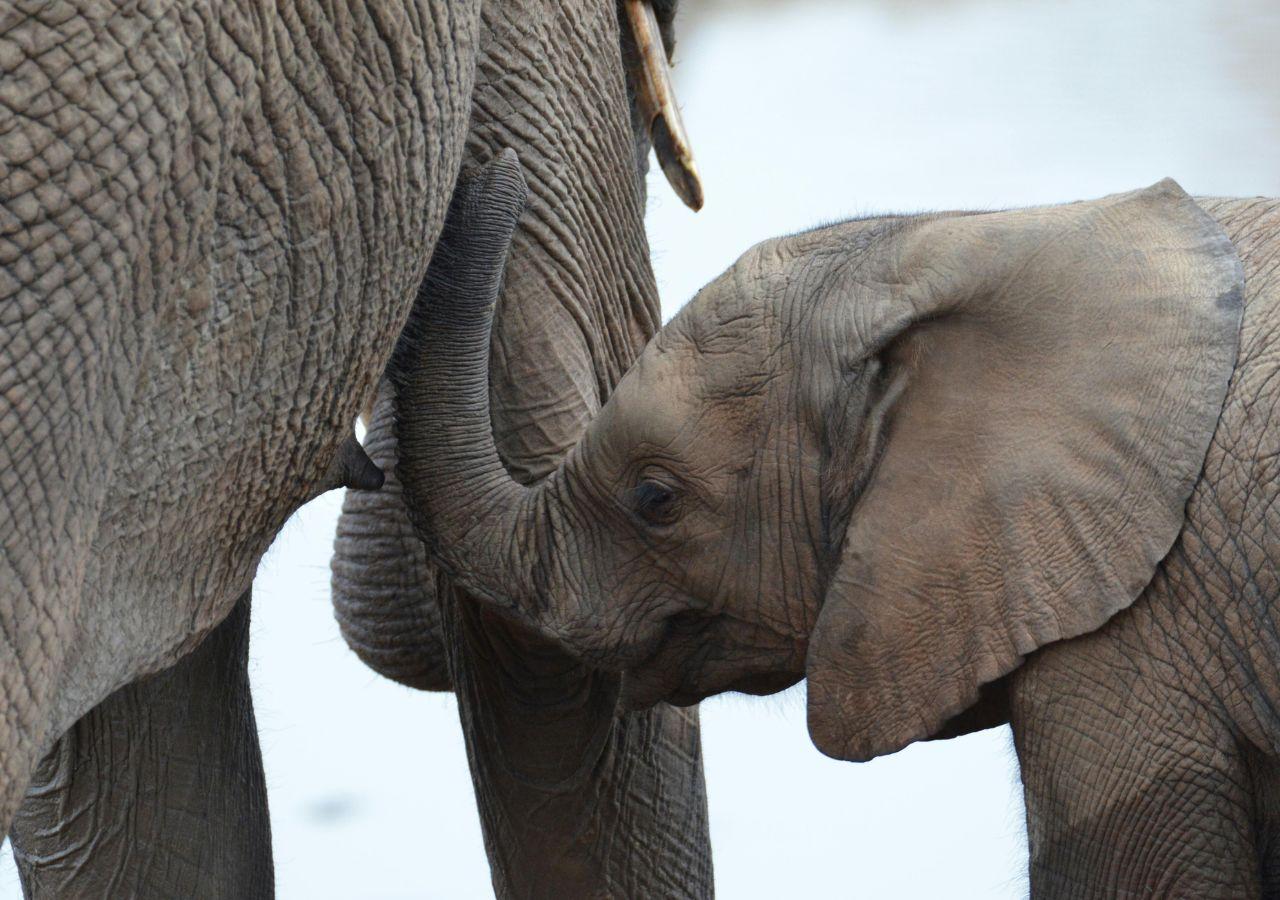 Elephant calf on safari