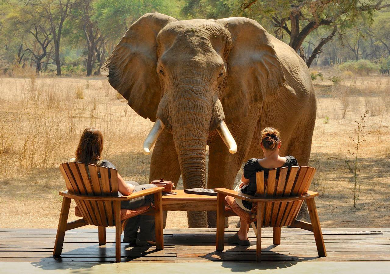 Elephant in Old Mondoro Camp in the Lower Zambezi, Zambia