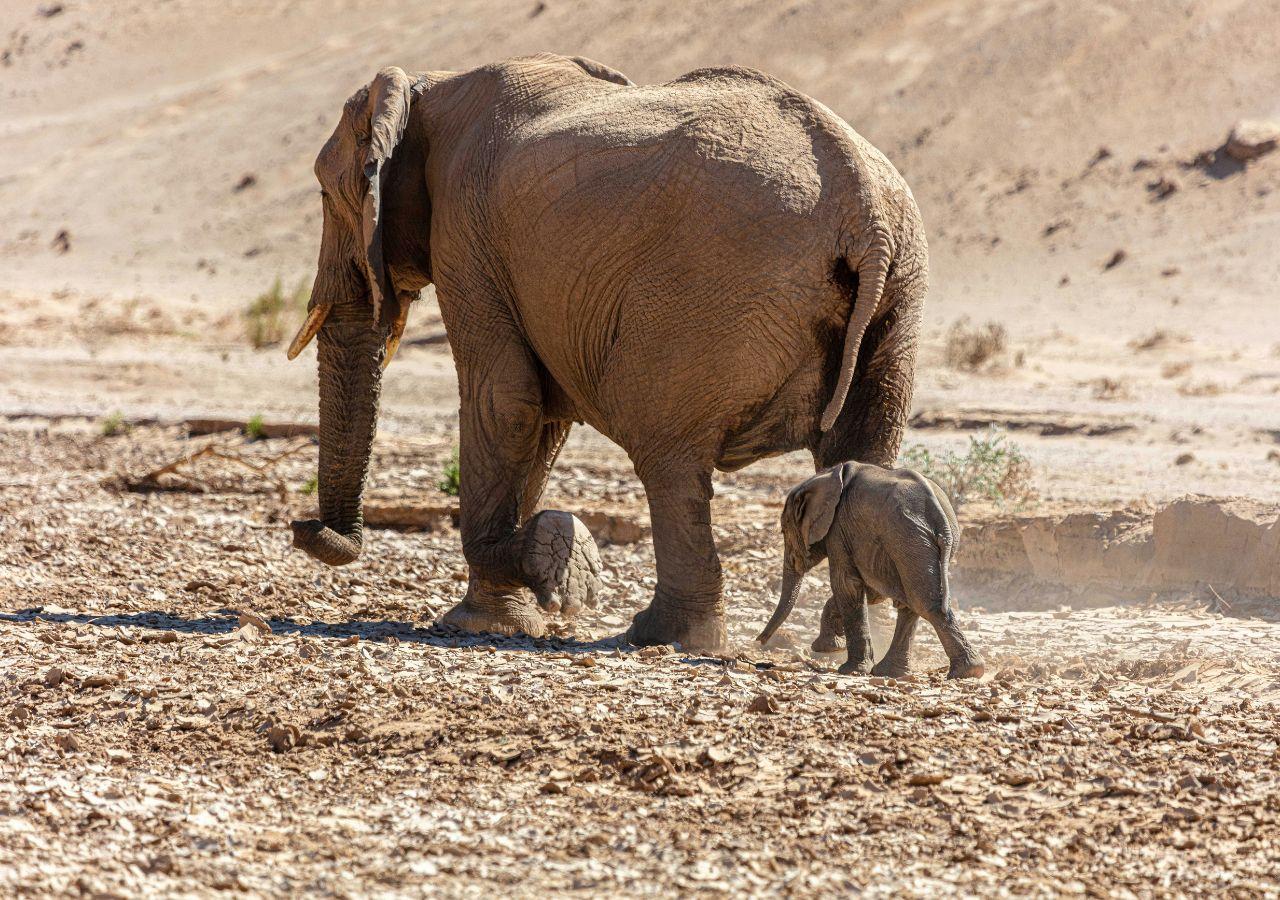 Elephants Migrating Across the Kalahari Desert