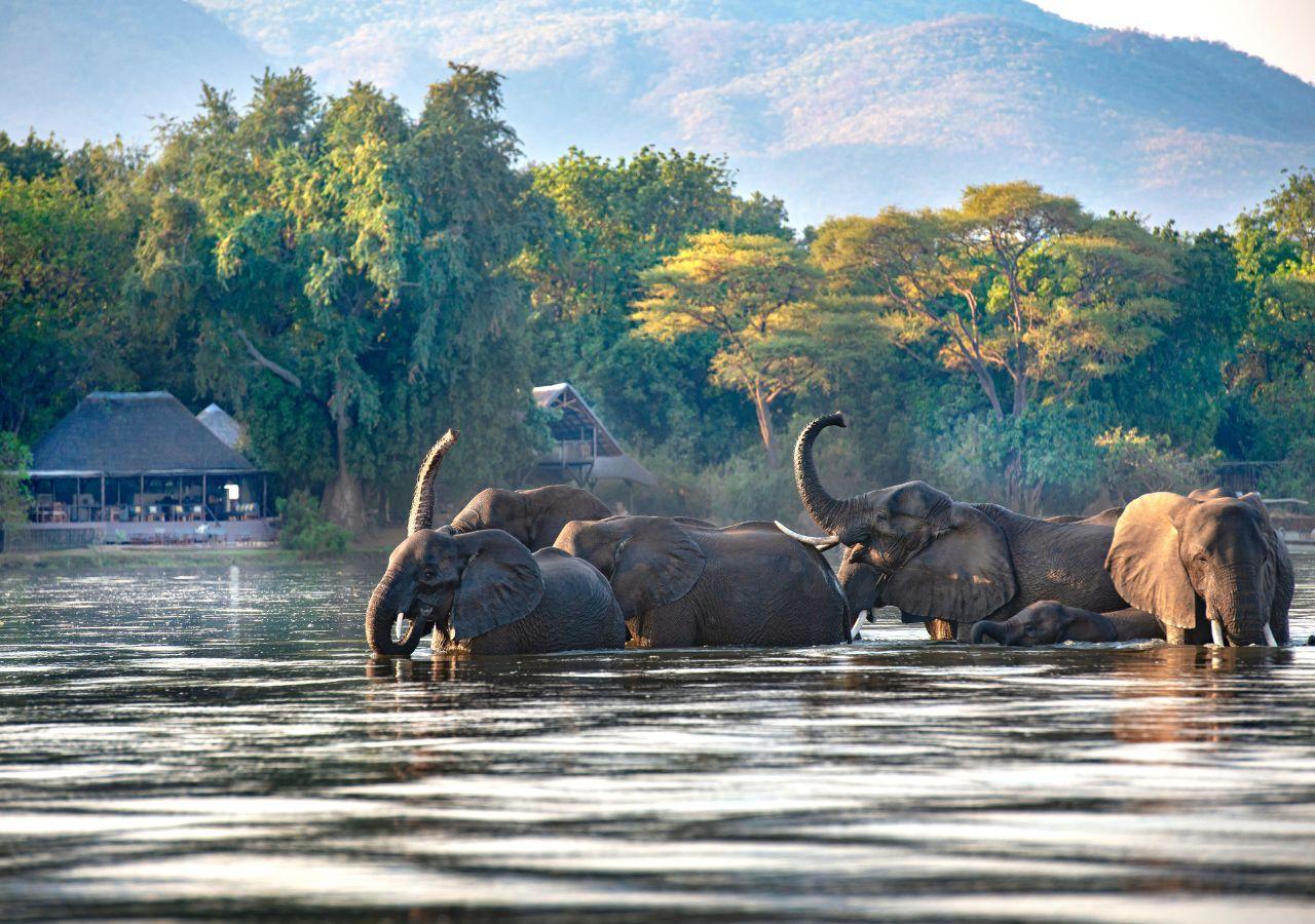 Elephants Swimming Outside Chiawa Camp in the Lower Zambezi, Zambia