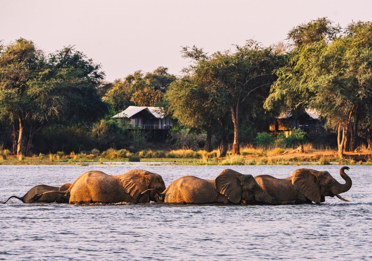 Elephants walking in water at Dulini Anabezi Camp in Zambia
