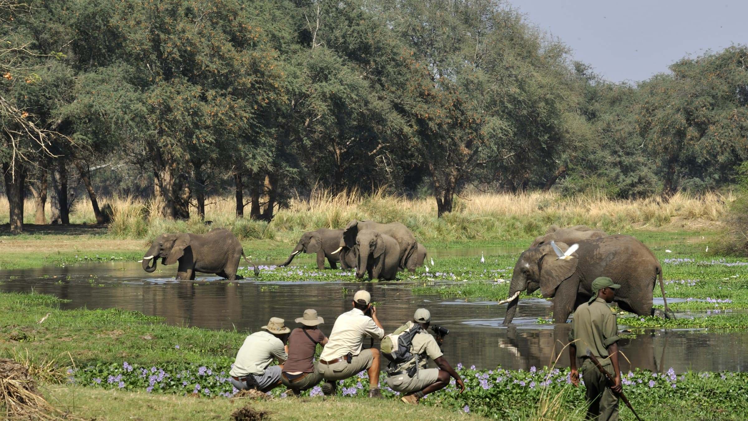 elephant sighting on a walking safari in Zambia