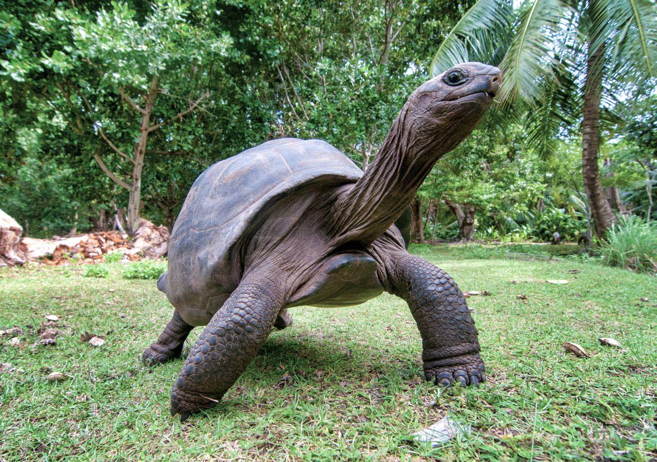 Giant Aldabra tortoise of seychelles
