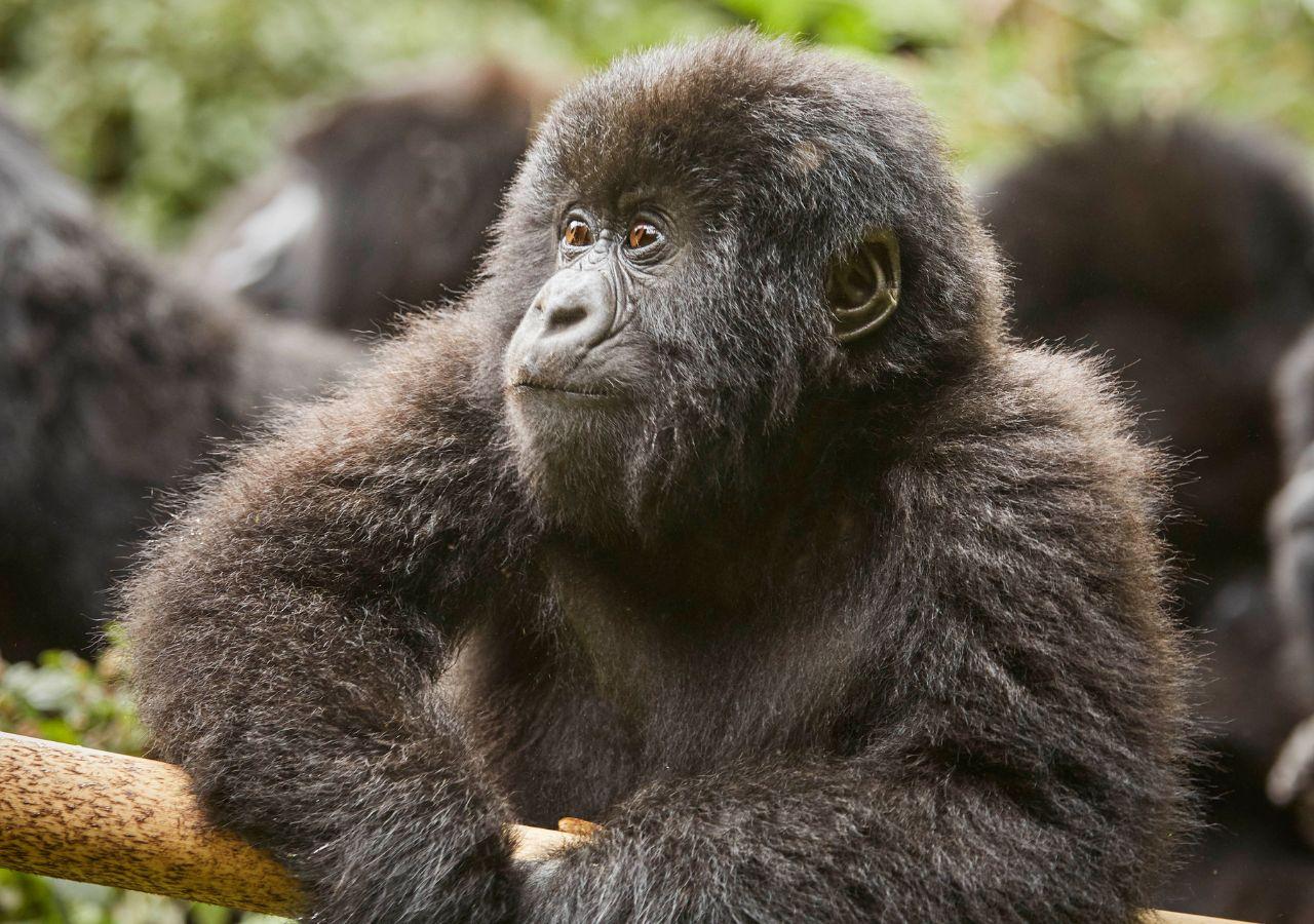 Gorilla Trekking in the Virunga Mountains, Rwanda