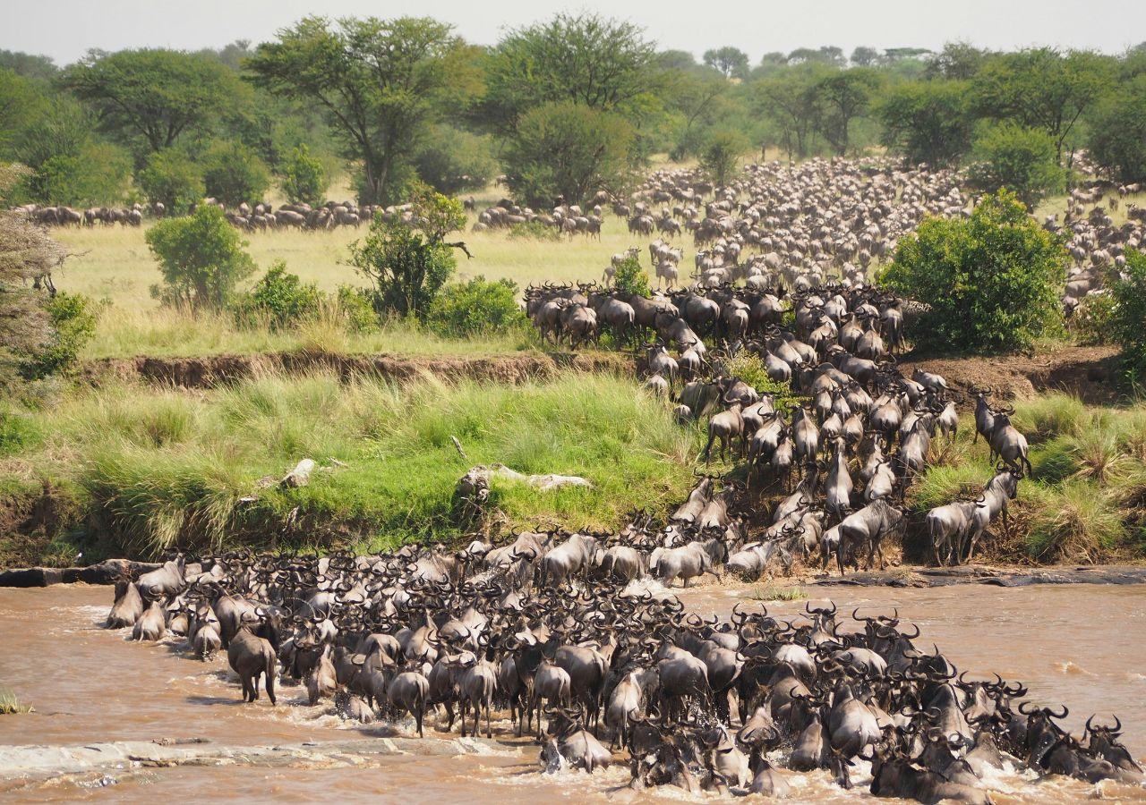 Great Wildebeest Migration, Mara River, Serengeti National Park, Tanzania
