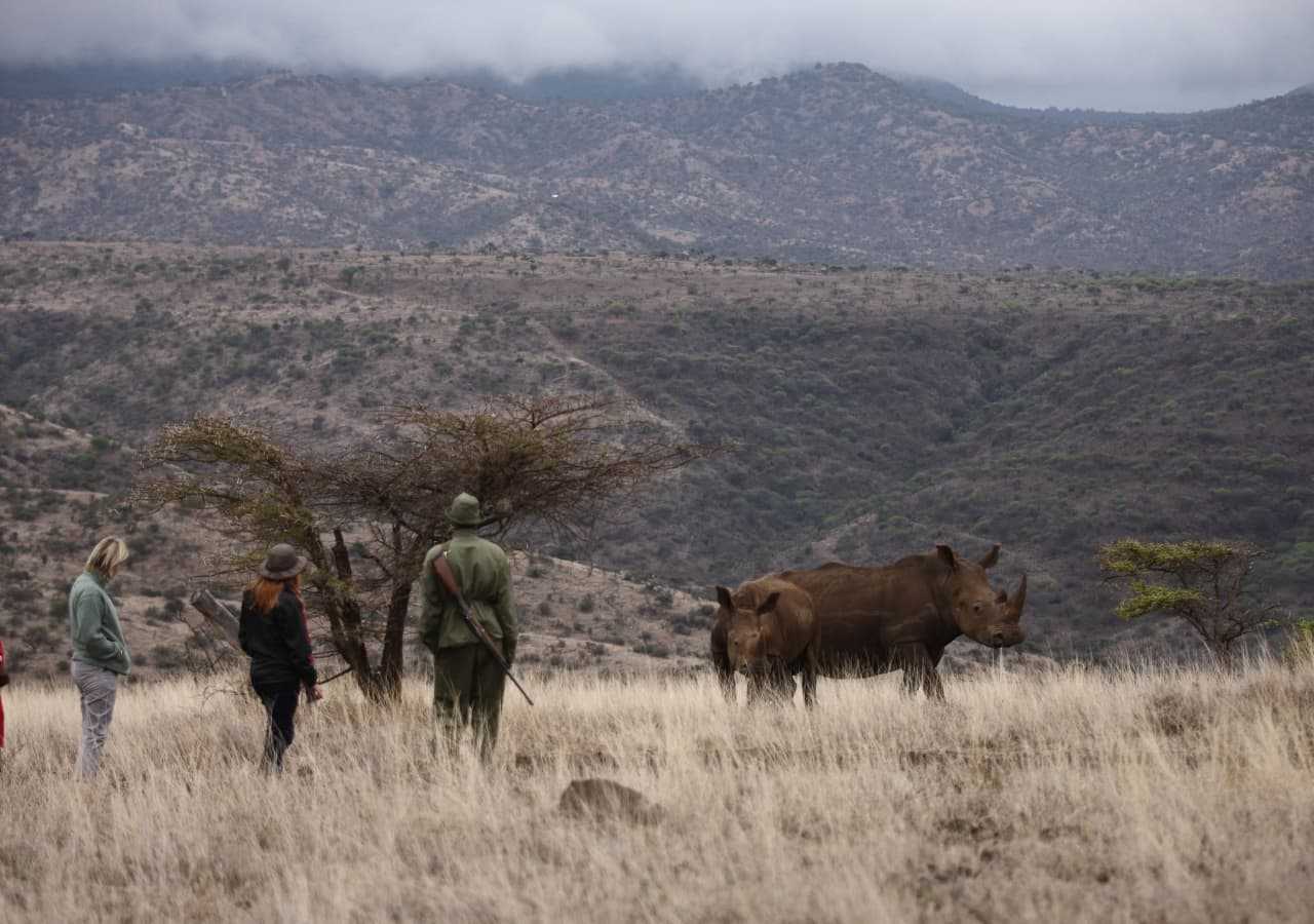 Rhino conservation guided bush walk at Lewa Safari Camp