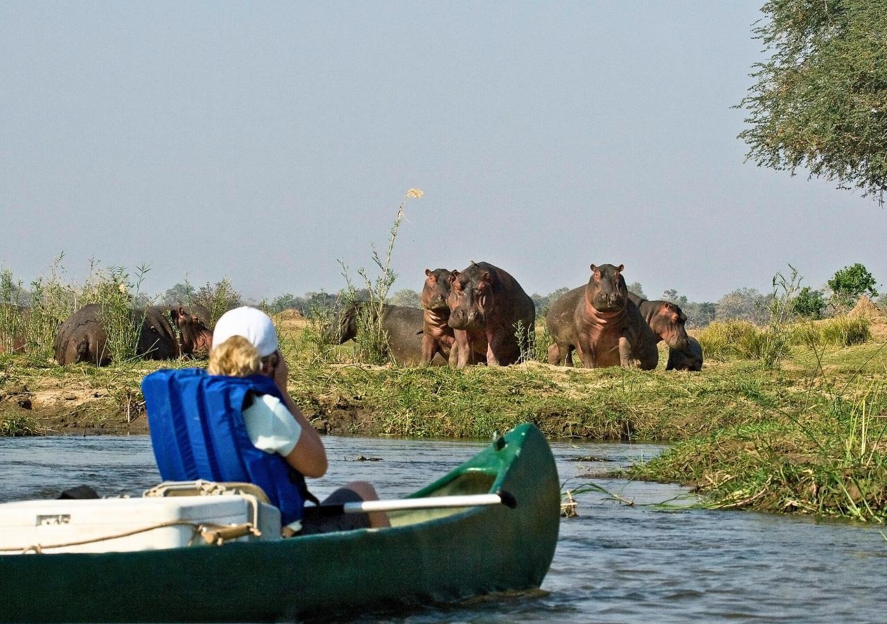 Hippo sighting on a canoe safari in Mana Pools