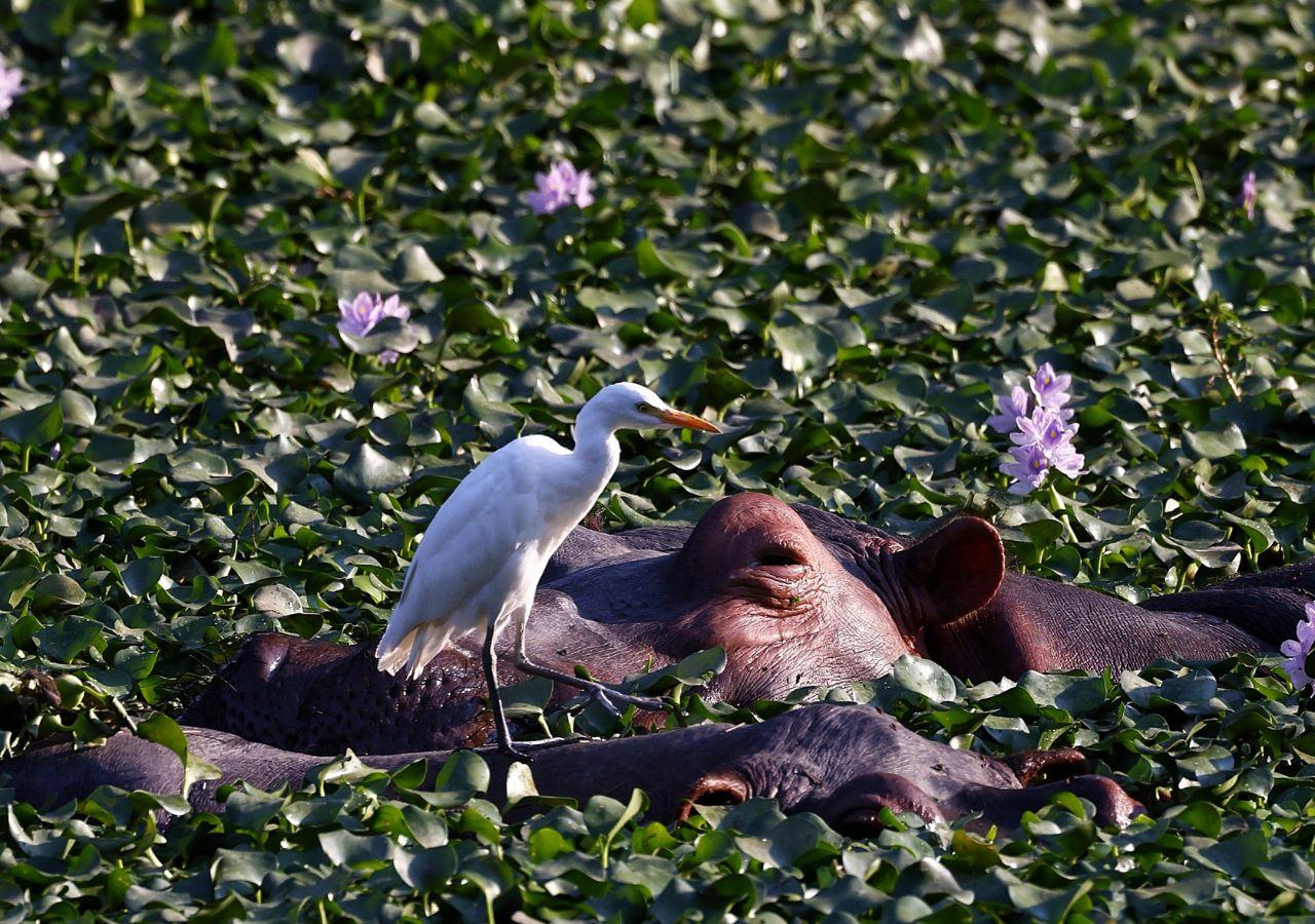 Hippos Outside Lolebezi in the Lower Zambezi, Zambia