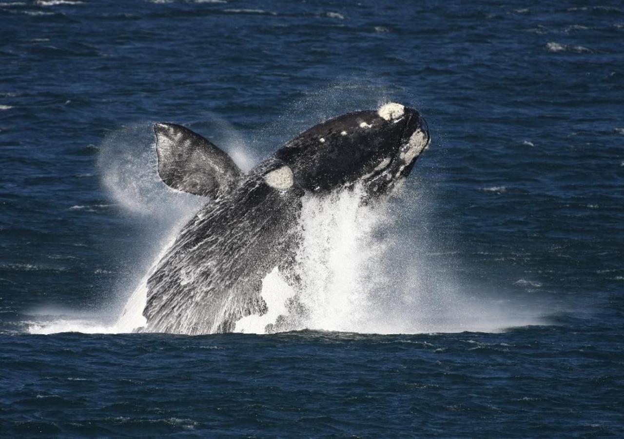 A humpback whale breaching off the coast of Hermanus, South Africa