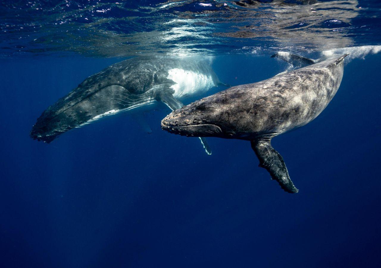 Two humpback whales swimming side by side