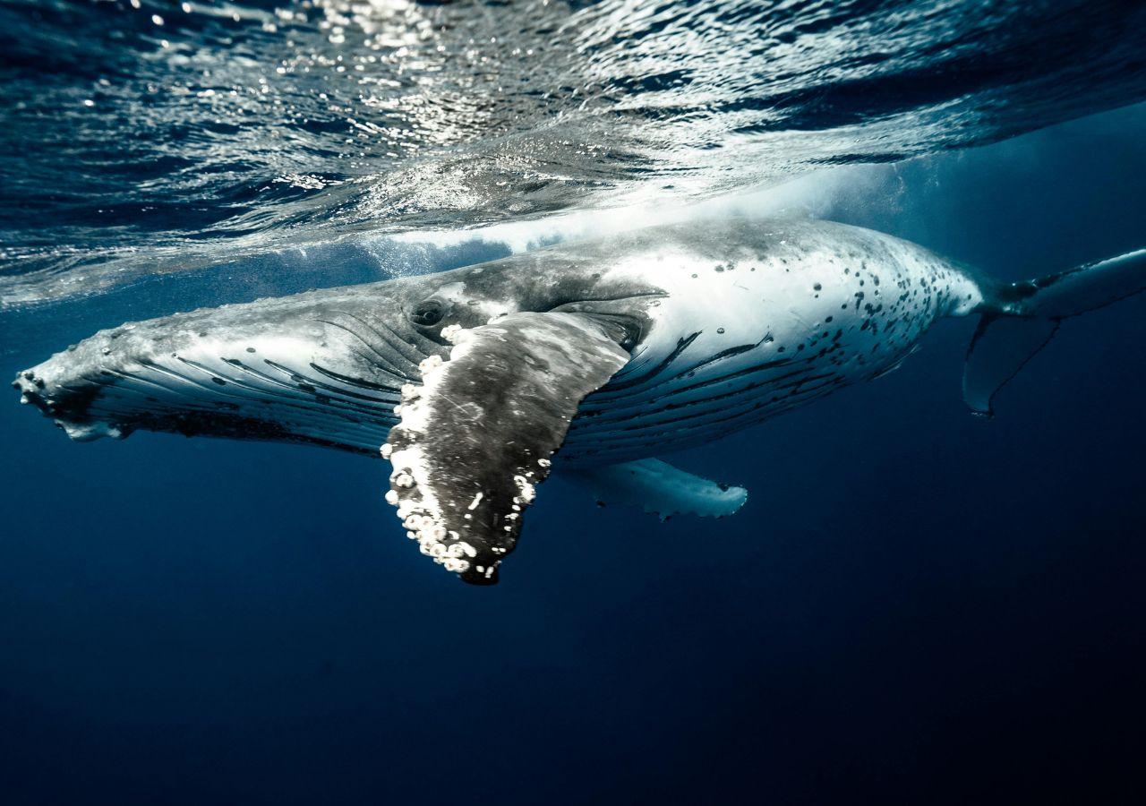 Humpback Whale in Mozambique