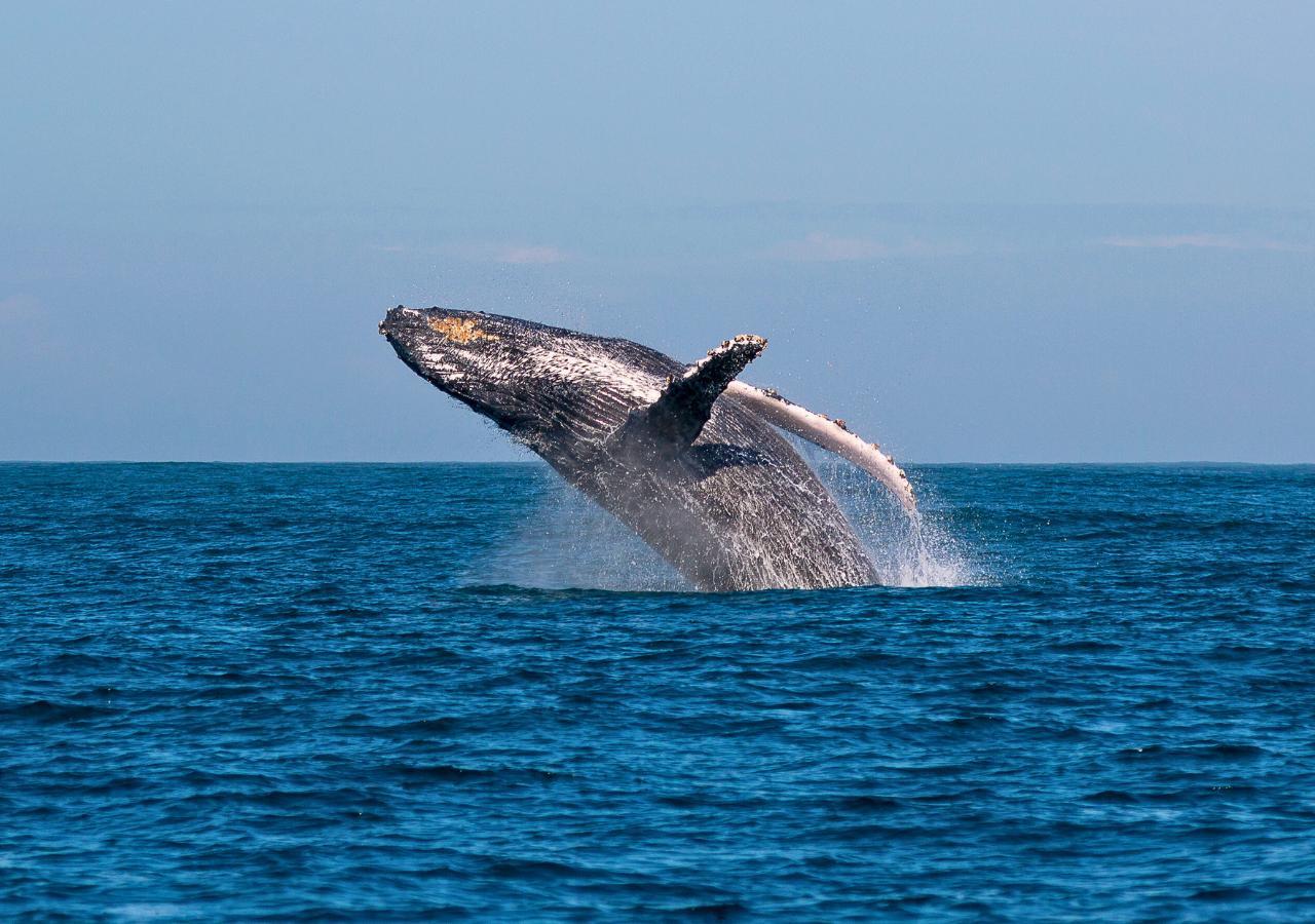 A humpback whale breaching in Madagascar