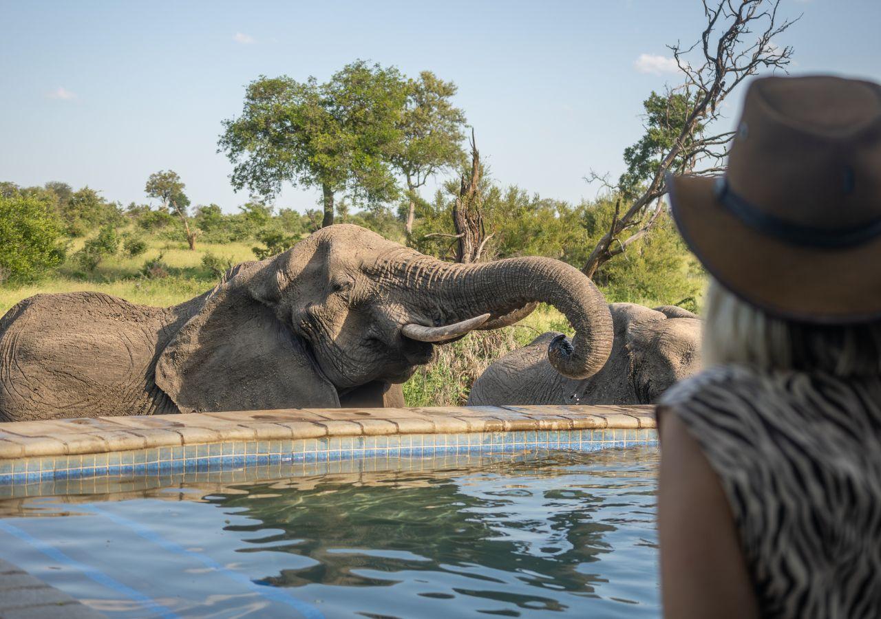 elephant drinking from a pool