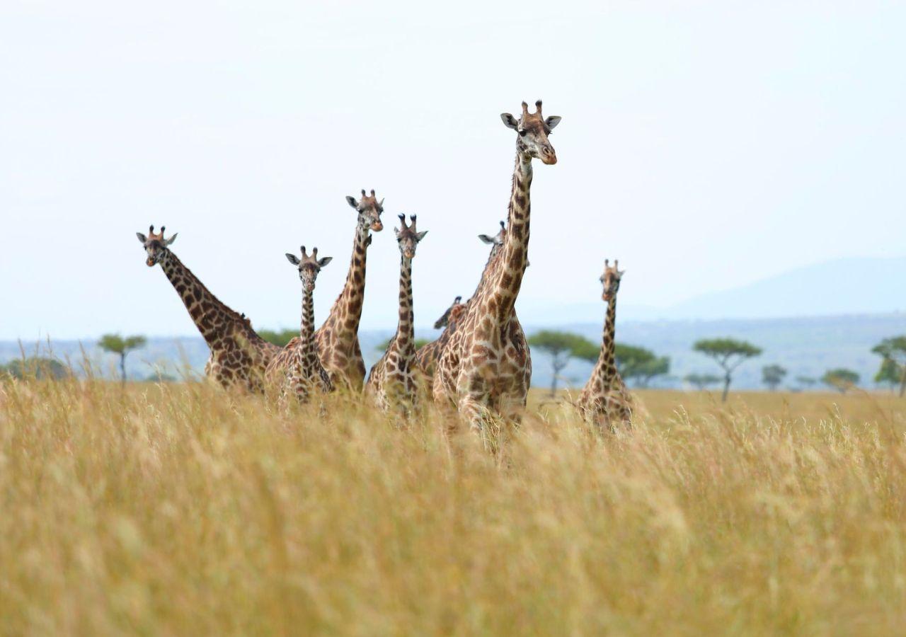 Giraffe in Kenya (Mara)