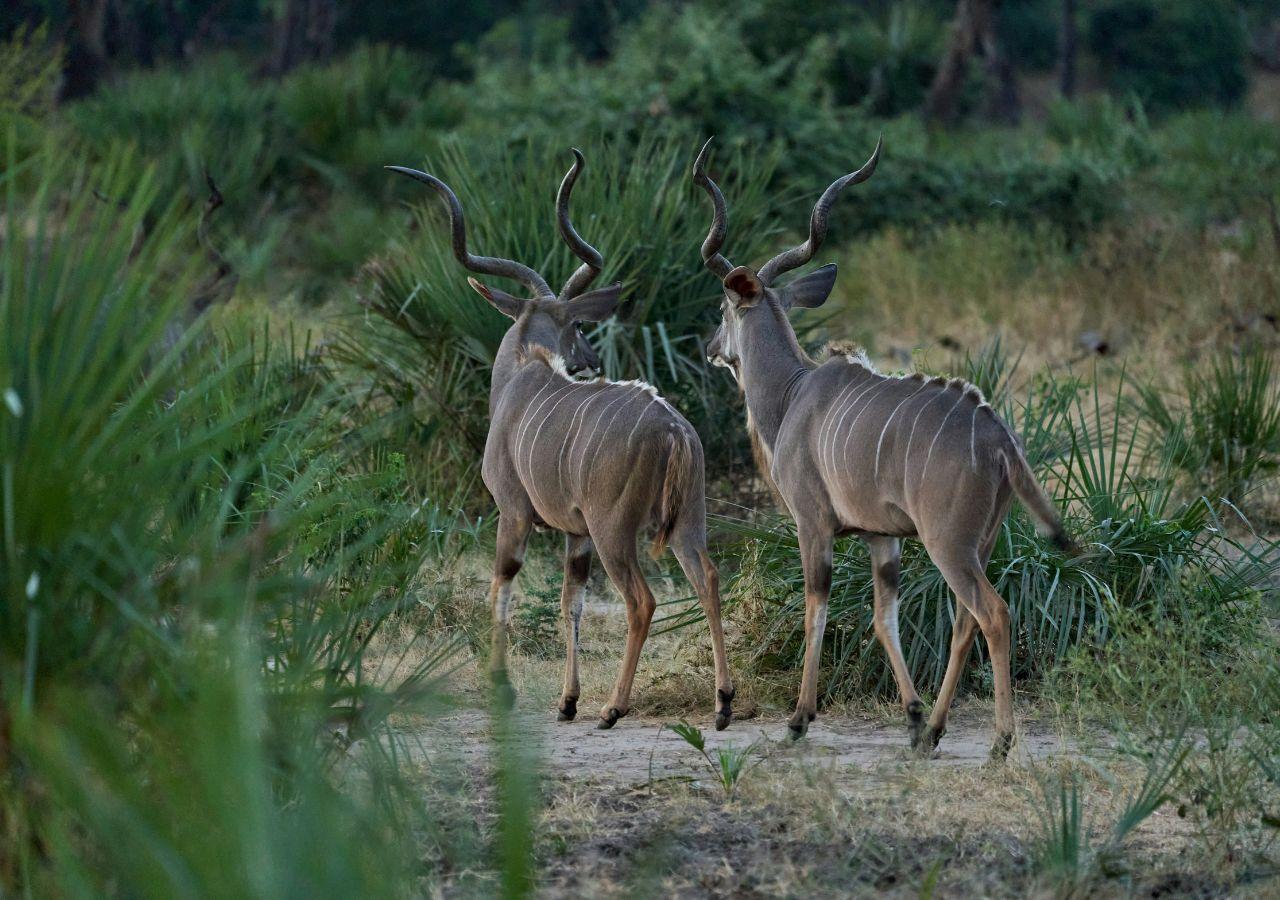 Kudu in the Lower Zambezi, Zambia