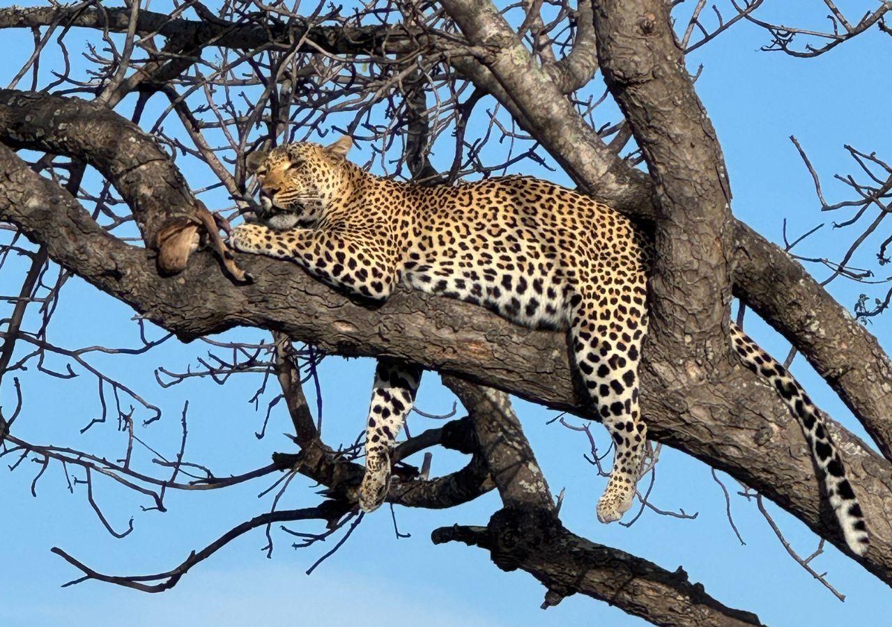 Leopard in a tree after a feed in Kruger