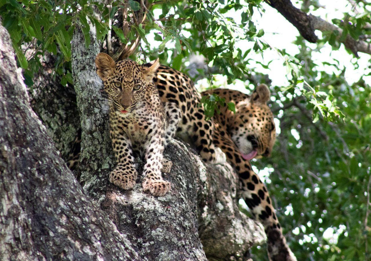 Leopards in a tree