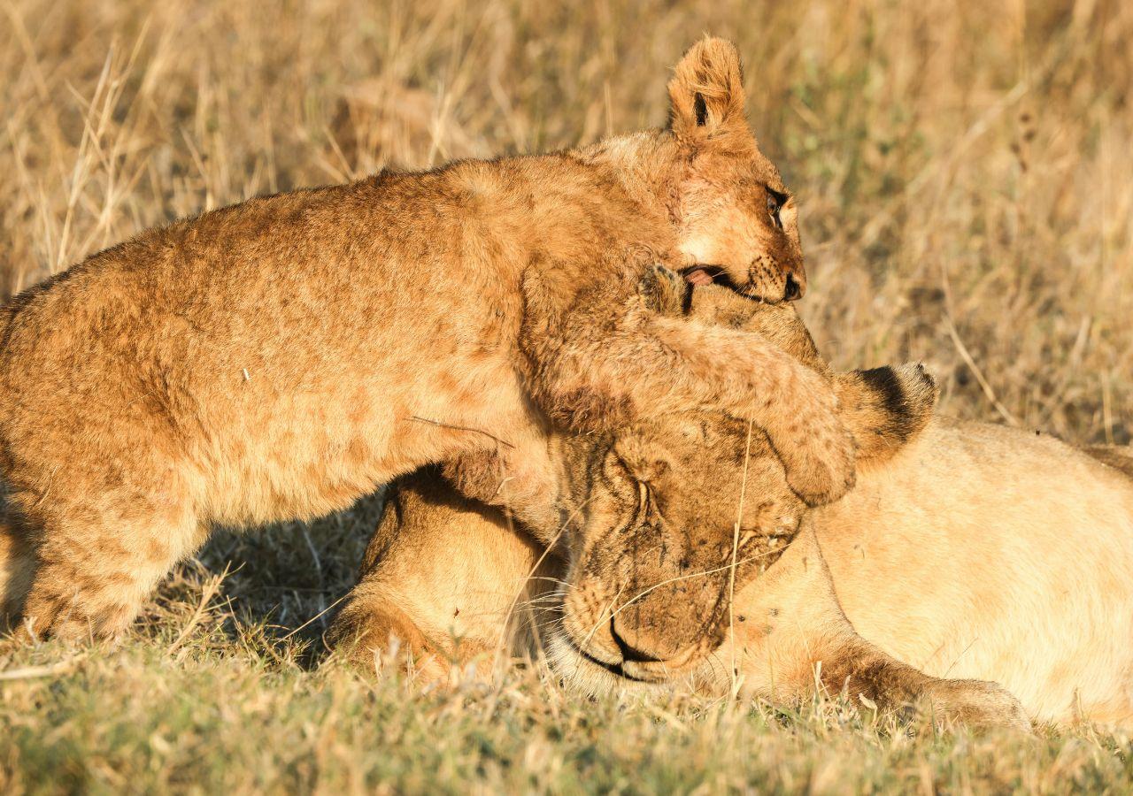 Lion cub on safari