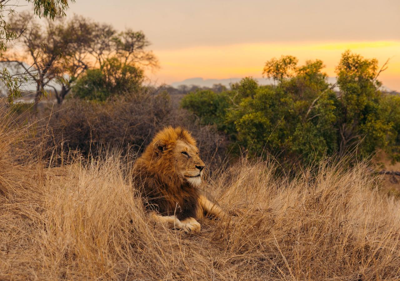 Lion on safari in South Africa (copyright: Mahlatini)