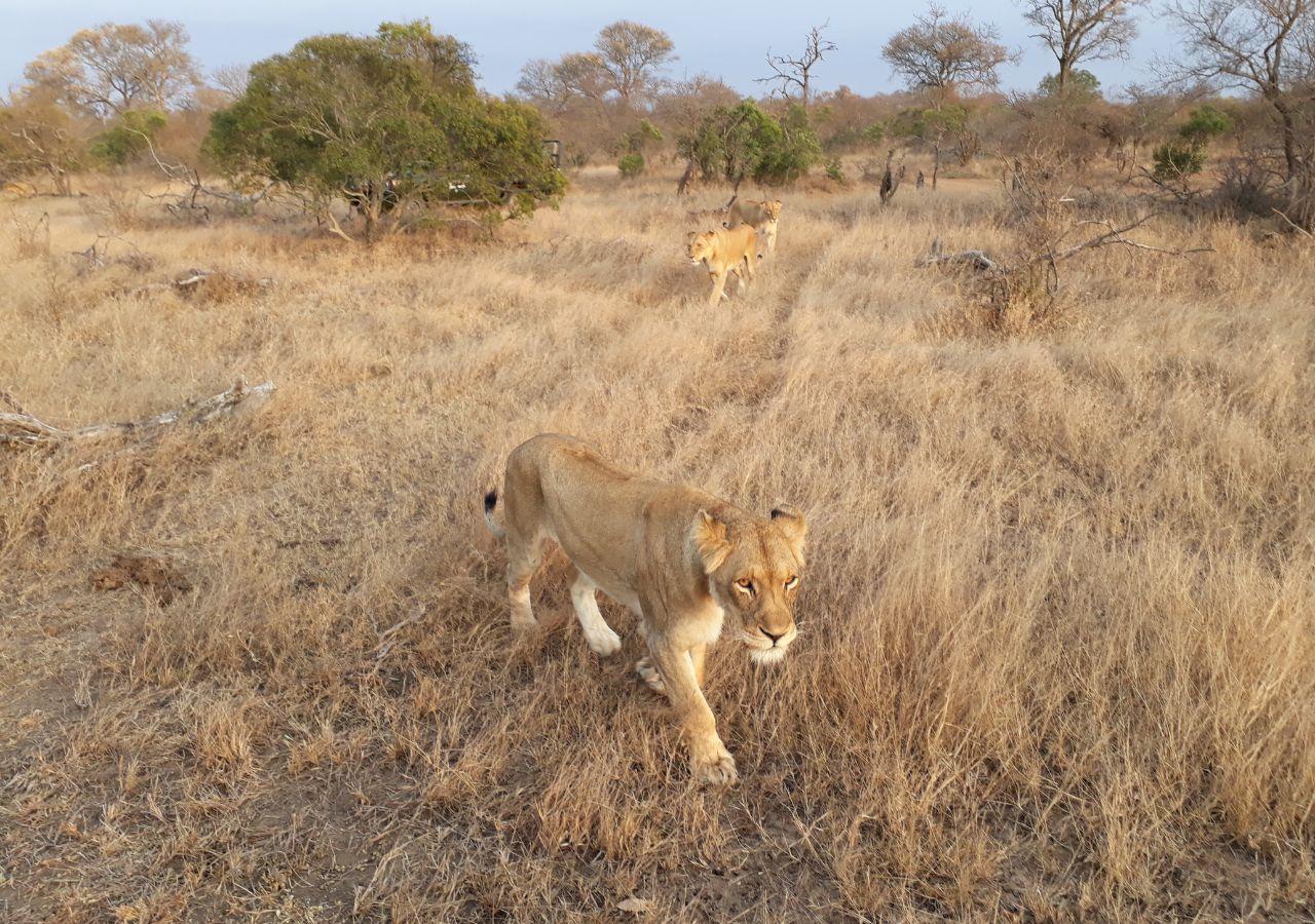 lions walking in the Greater Kruger